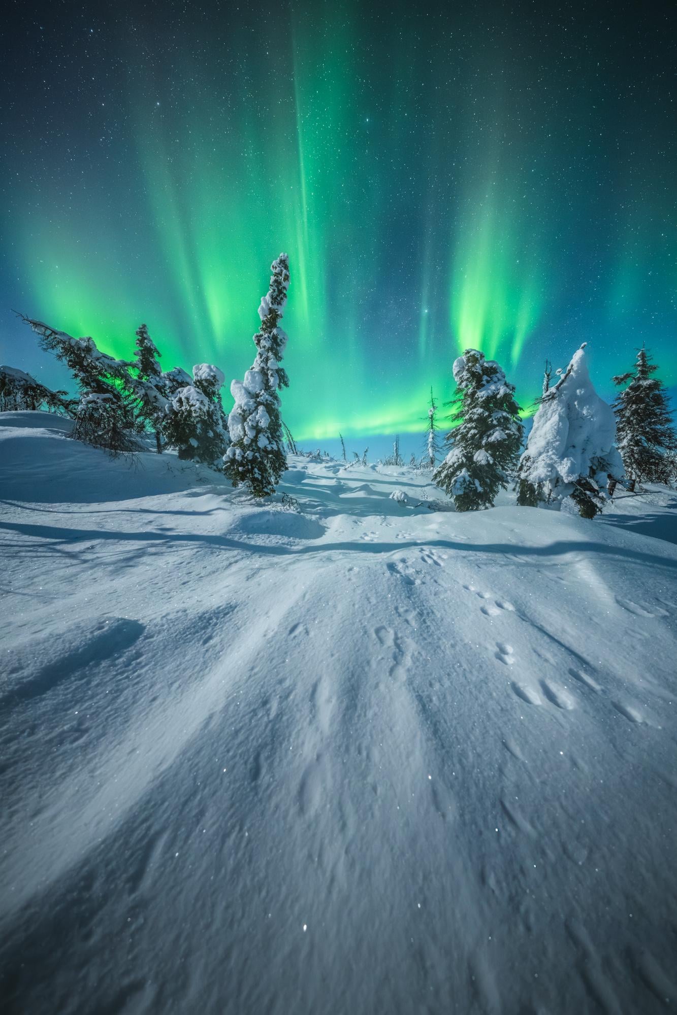 Aurora over an icy forest in Alaska OC