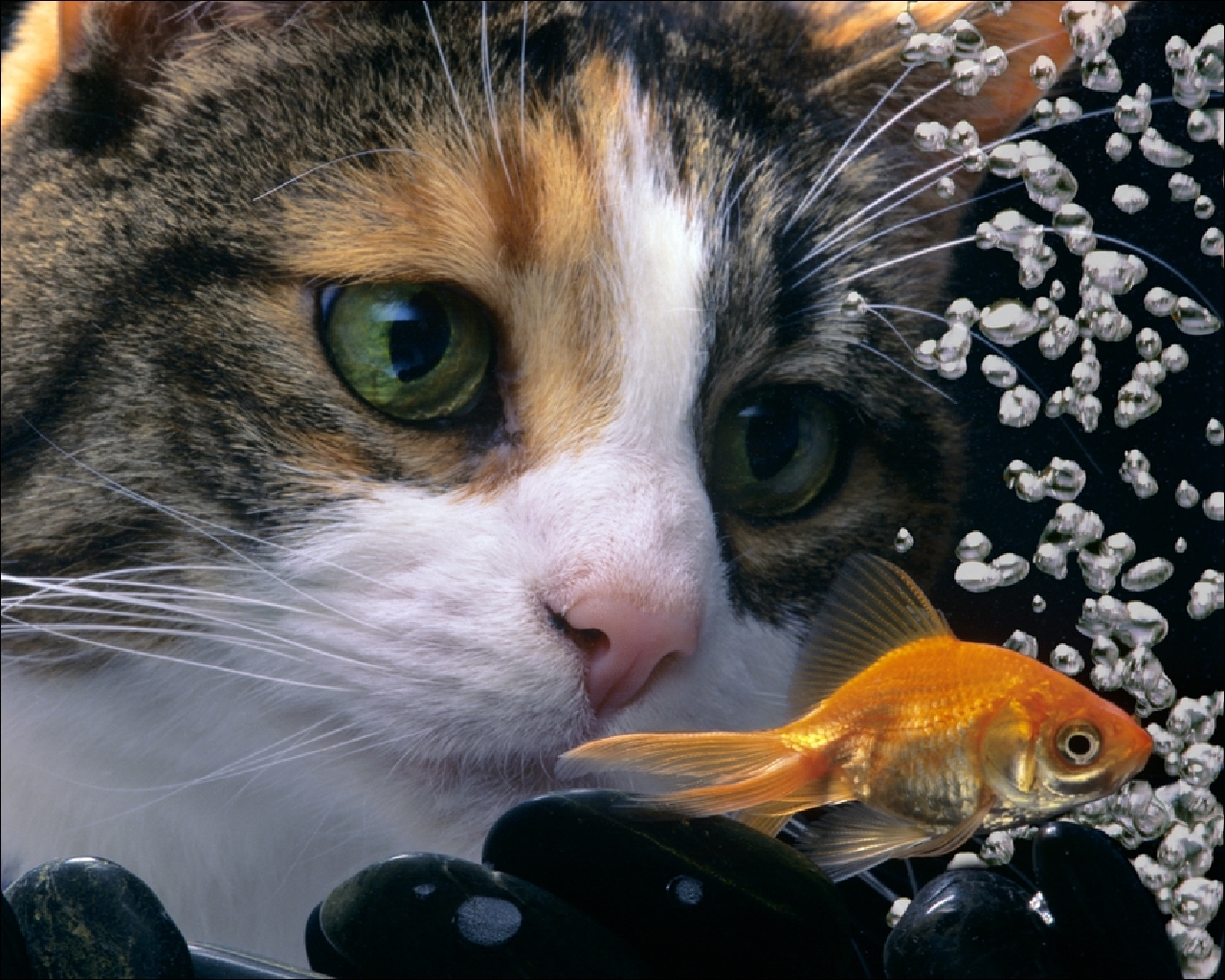 Picture Cats Fish Animals