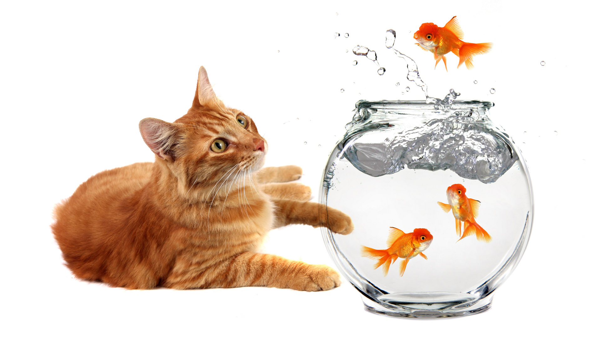 Mobile wallpaper: Goldfish, Fish, Cat