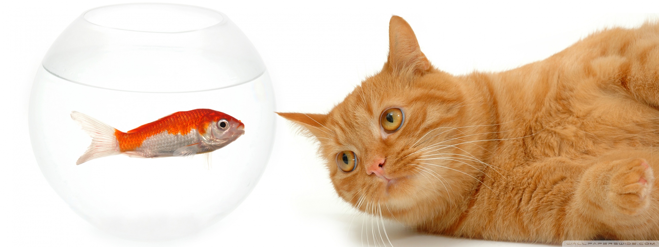 Cat And Fish Ultra HD Desktop