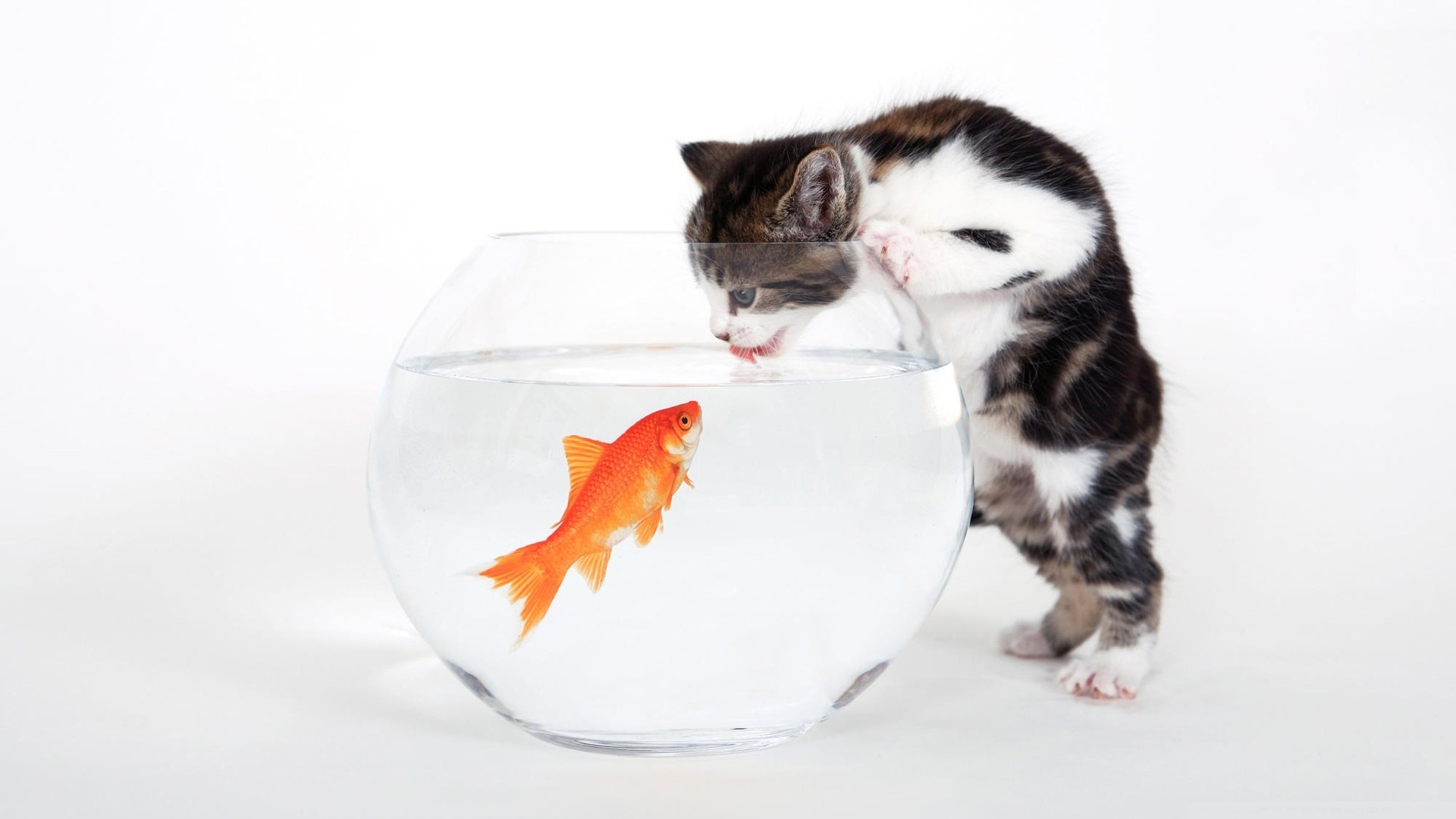 Kitten vs. Fish Ultra HD Desktop