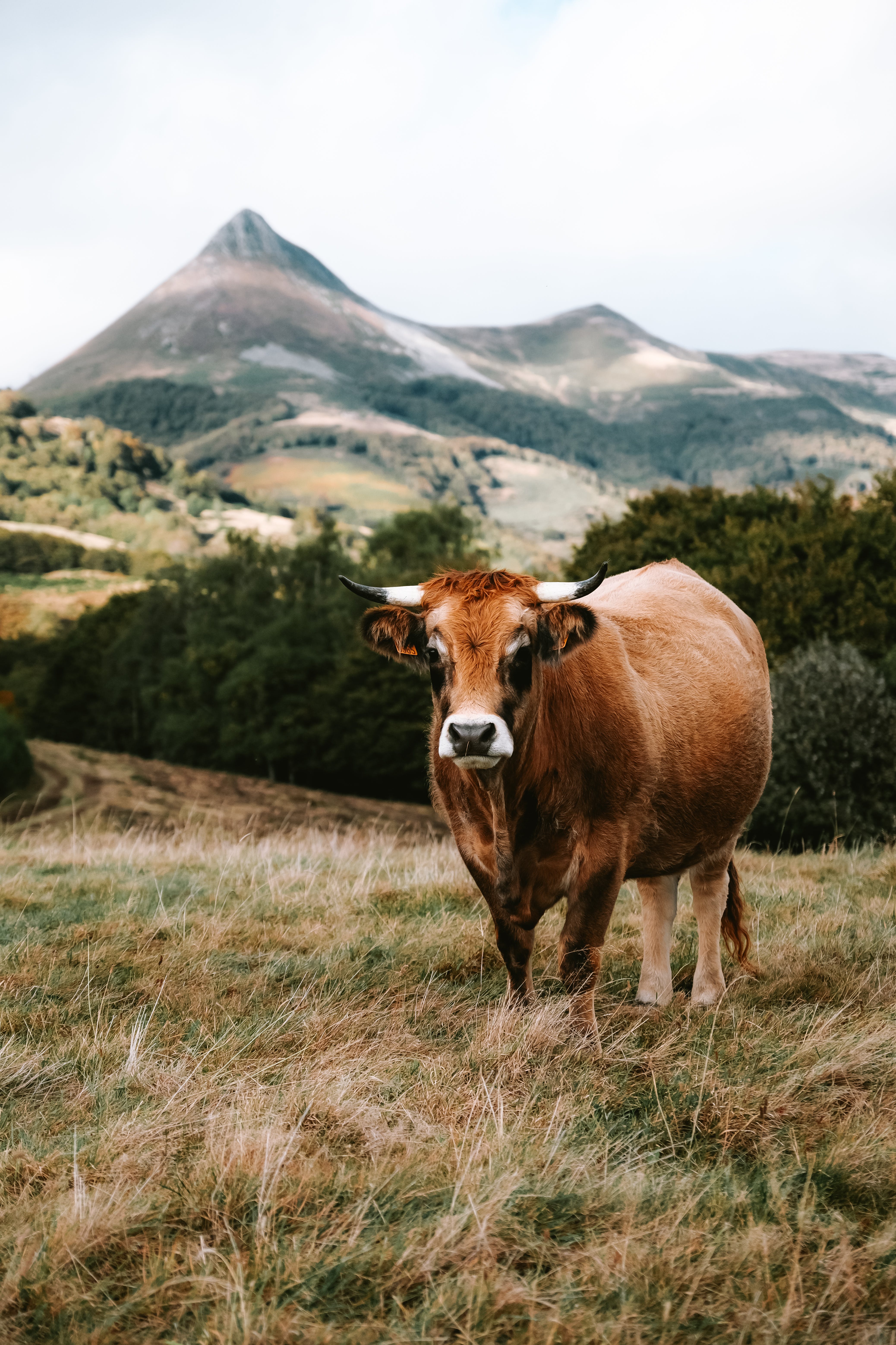 Brown Cow on a Pasture · Free