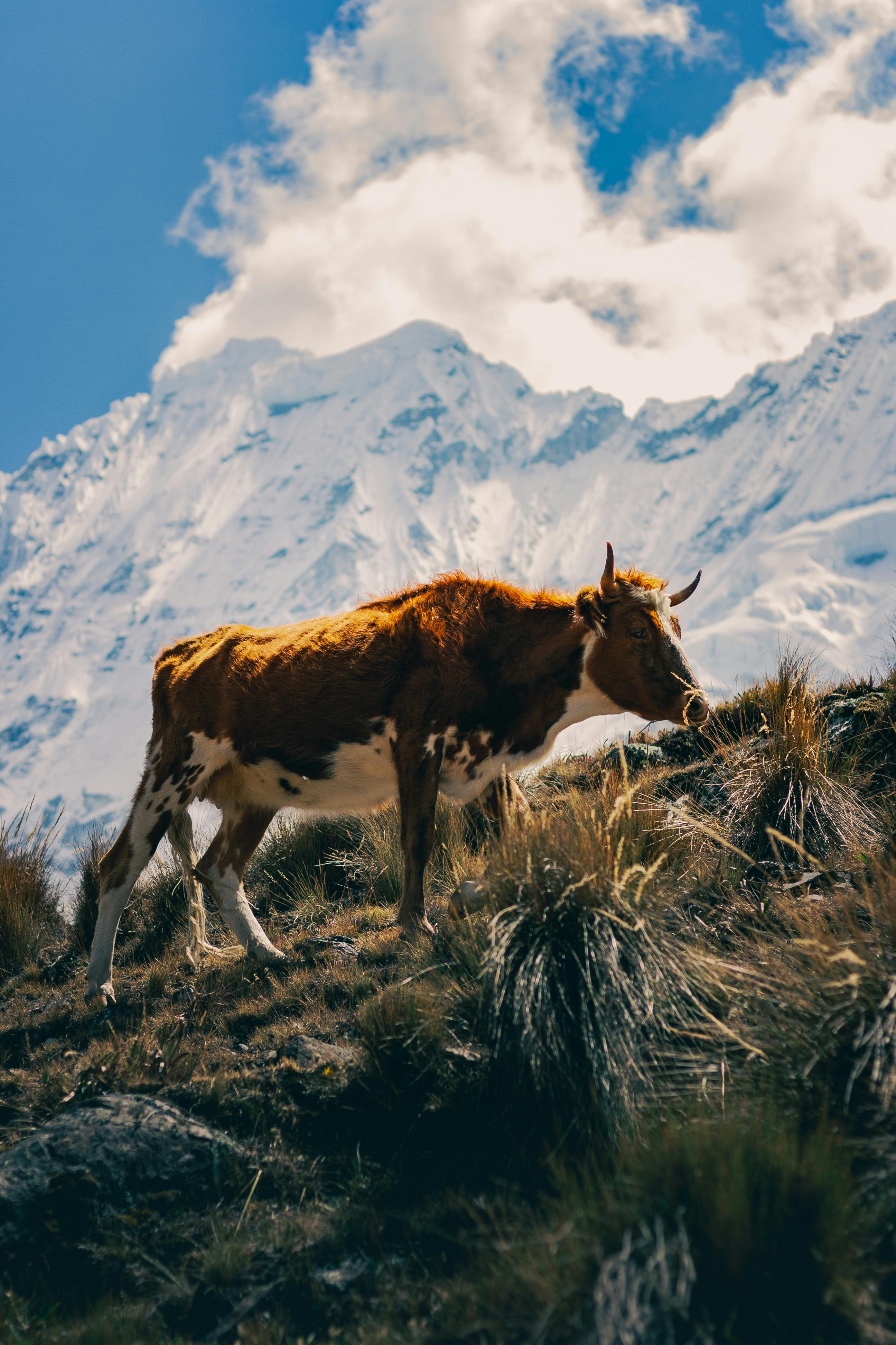 A cow standing on a grassy hillside