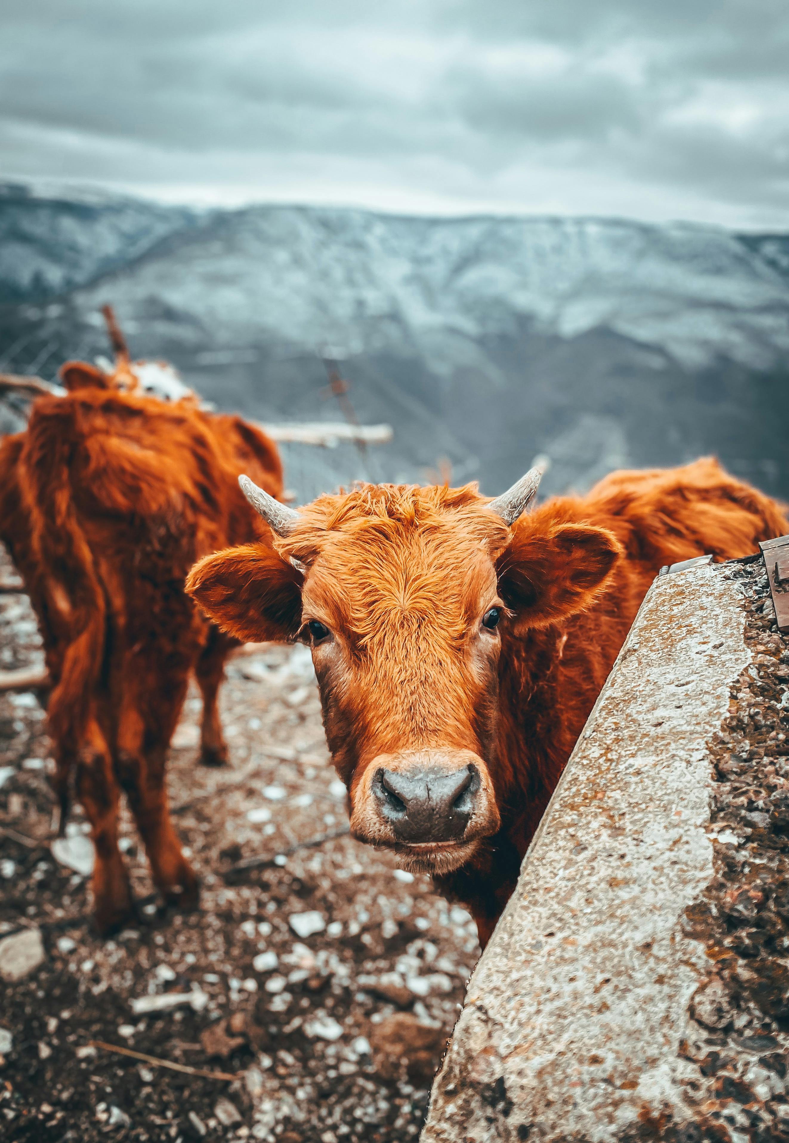 Cows on the Mountains · Free