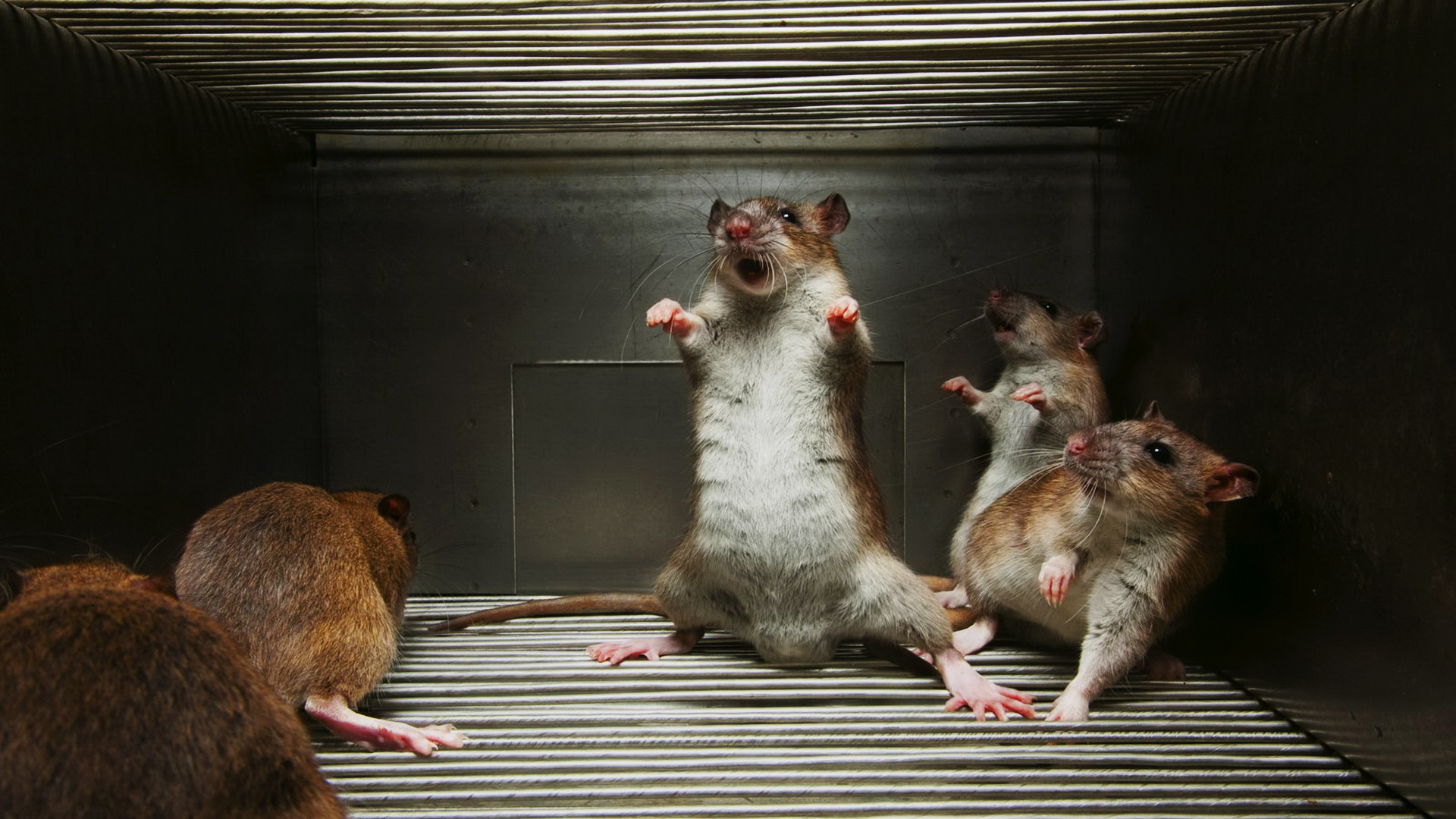 Image funny Rats 1920x1080