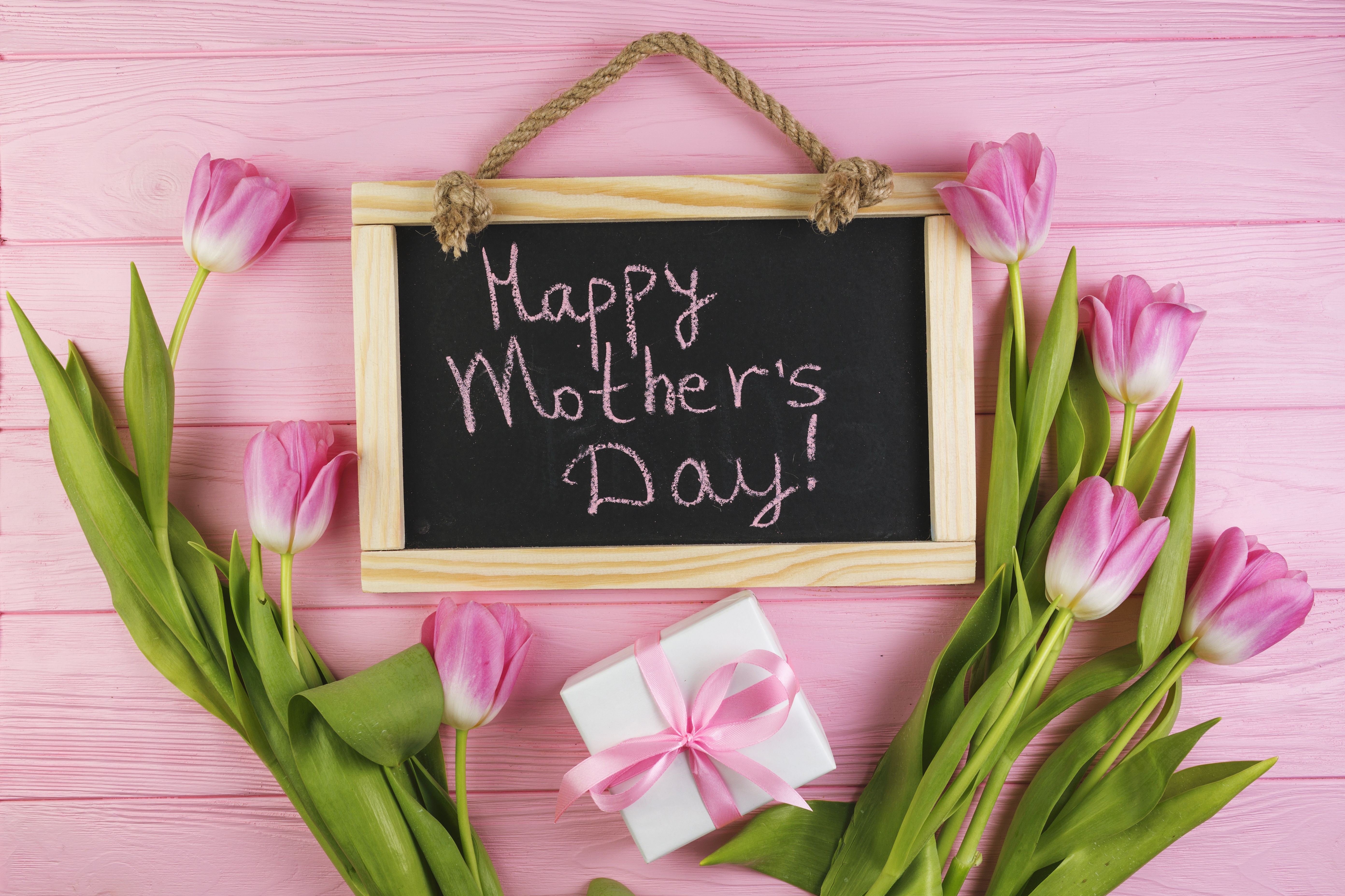 Download Pink Flower Tulip Flower Gift