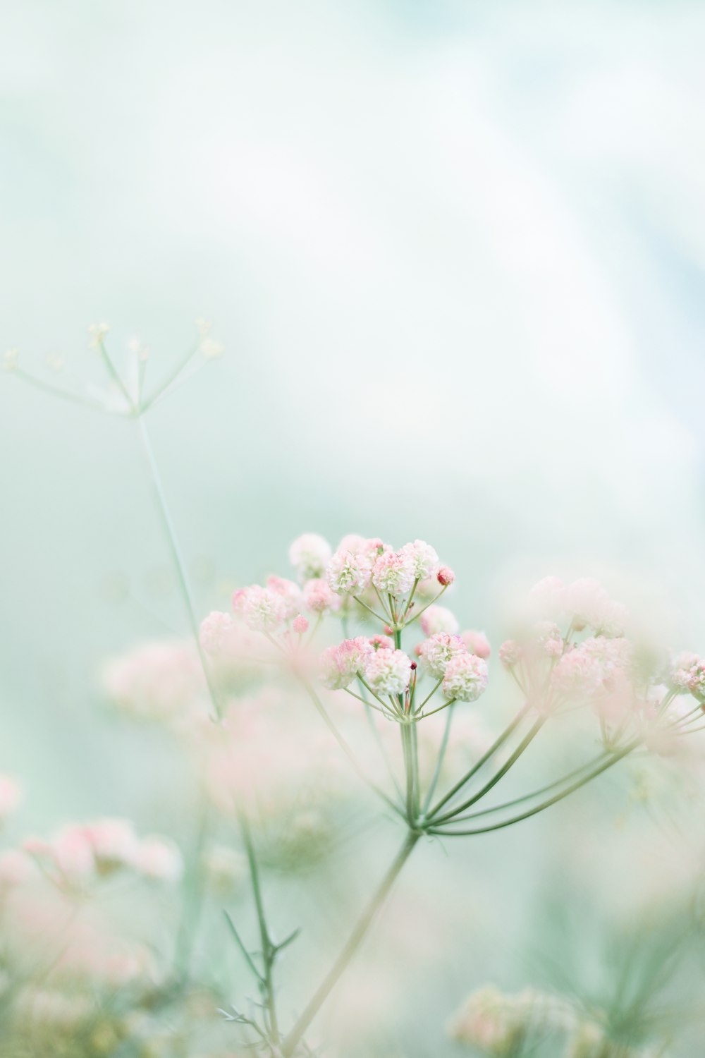 Spring Wallpaper: Free HD Download