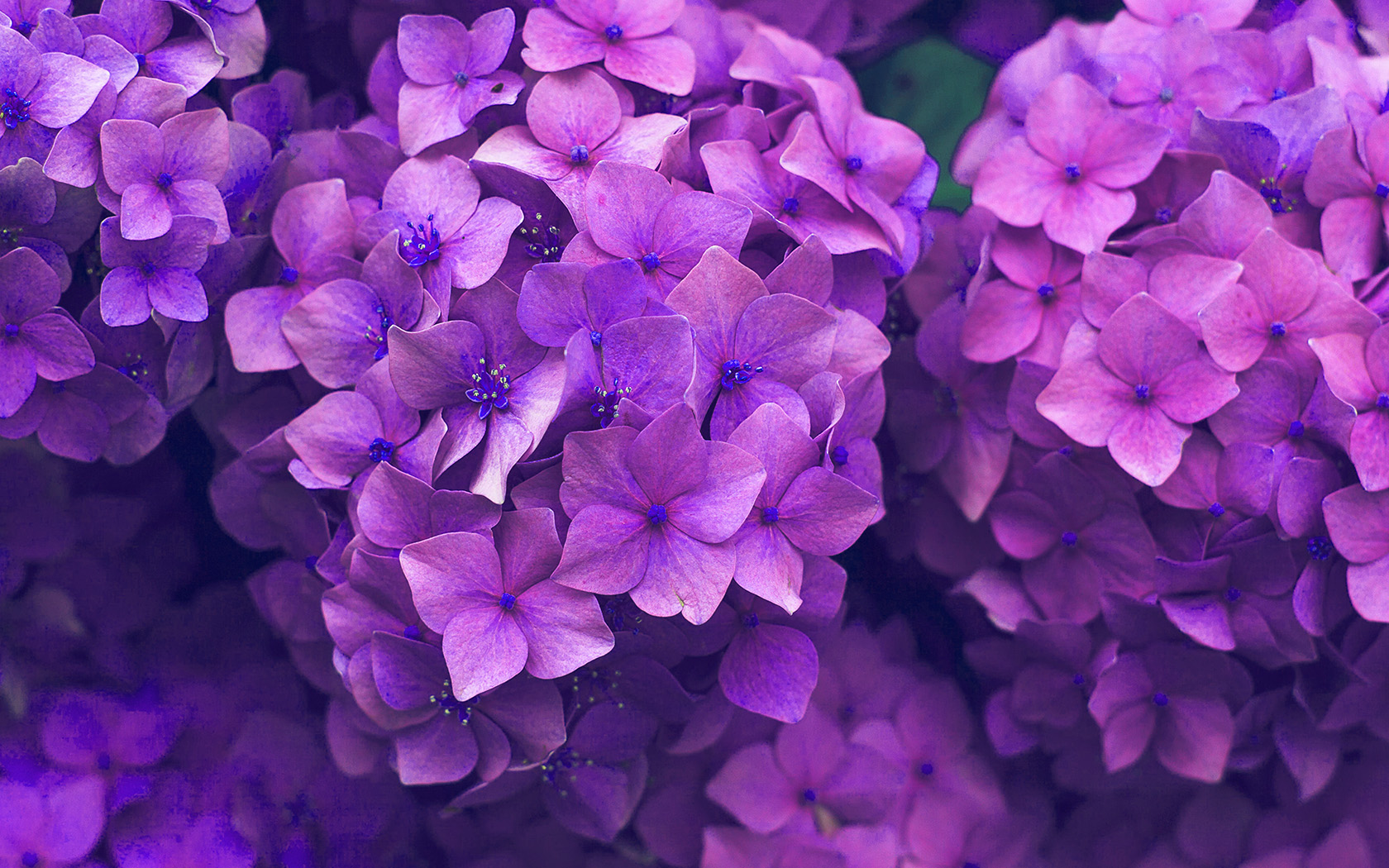 Flower Spring Pink Purple Nature