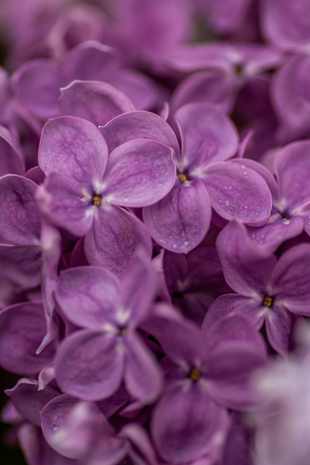 Violet Flowers Picture. Download Free