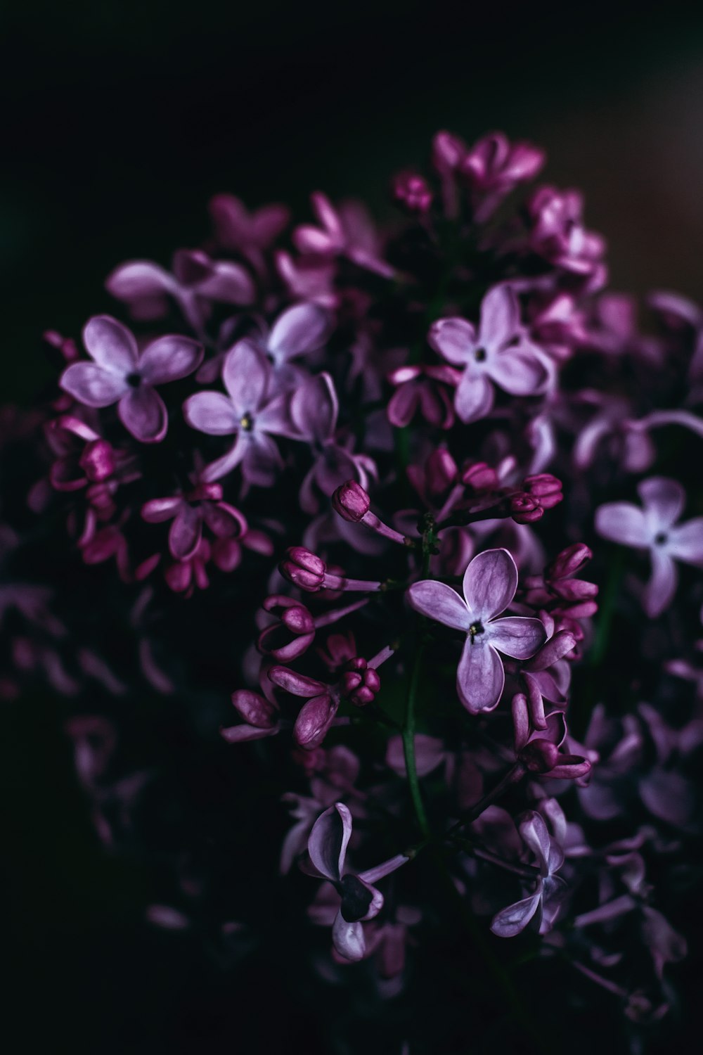 Flowers Purple Picture. Download Free