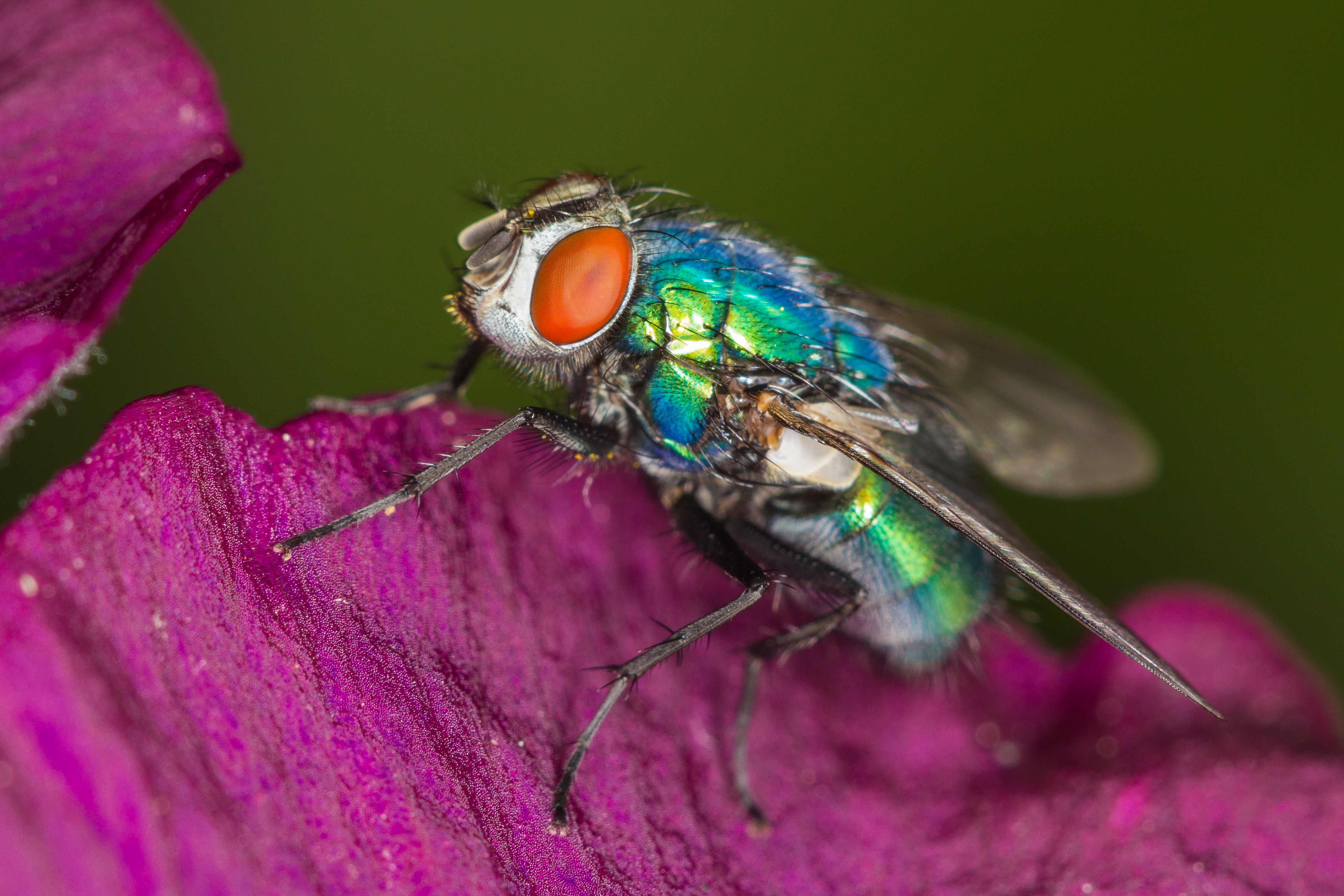 Animal Fly 4k Ultra HD Wallpaper
