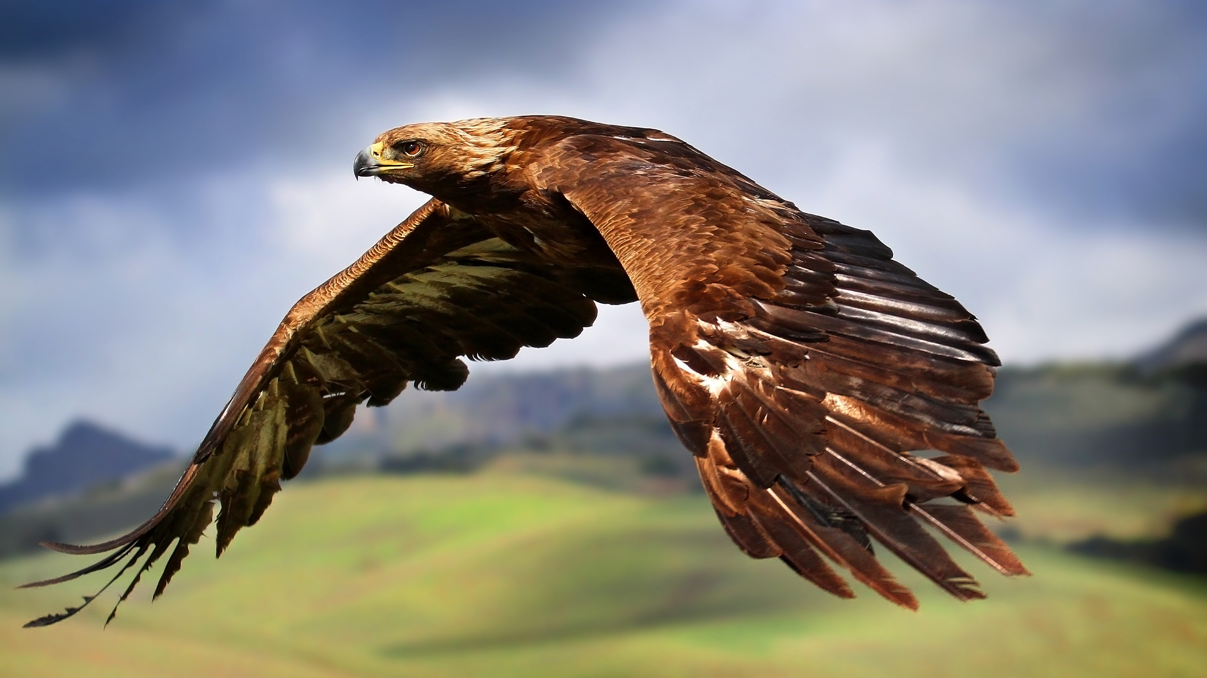 Hawk Flying 4K Wallpaper