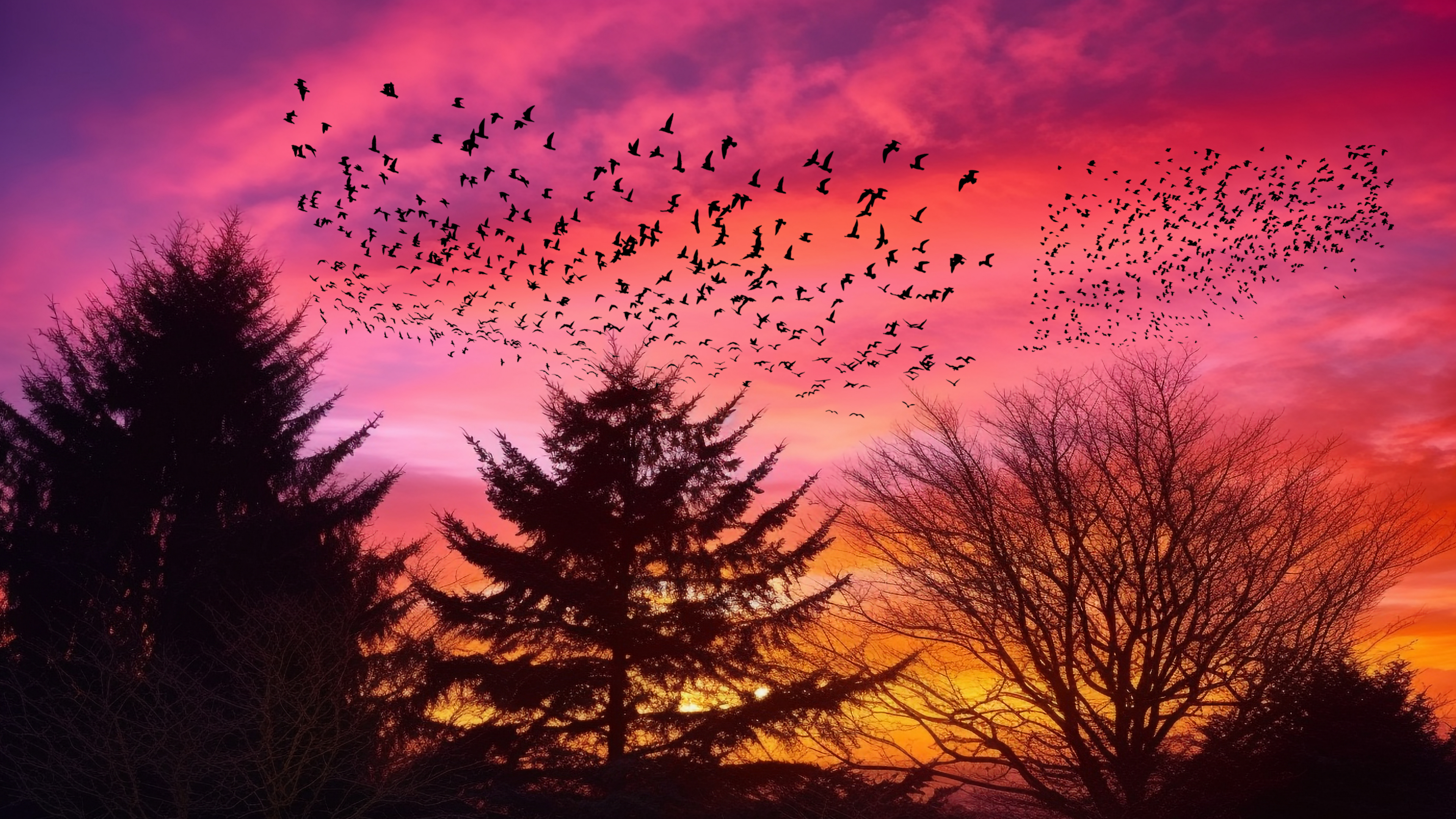 Flying Birds (4K Wallpaper)