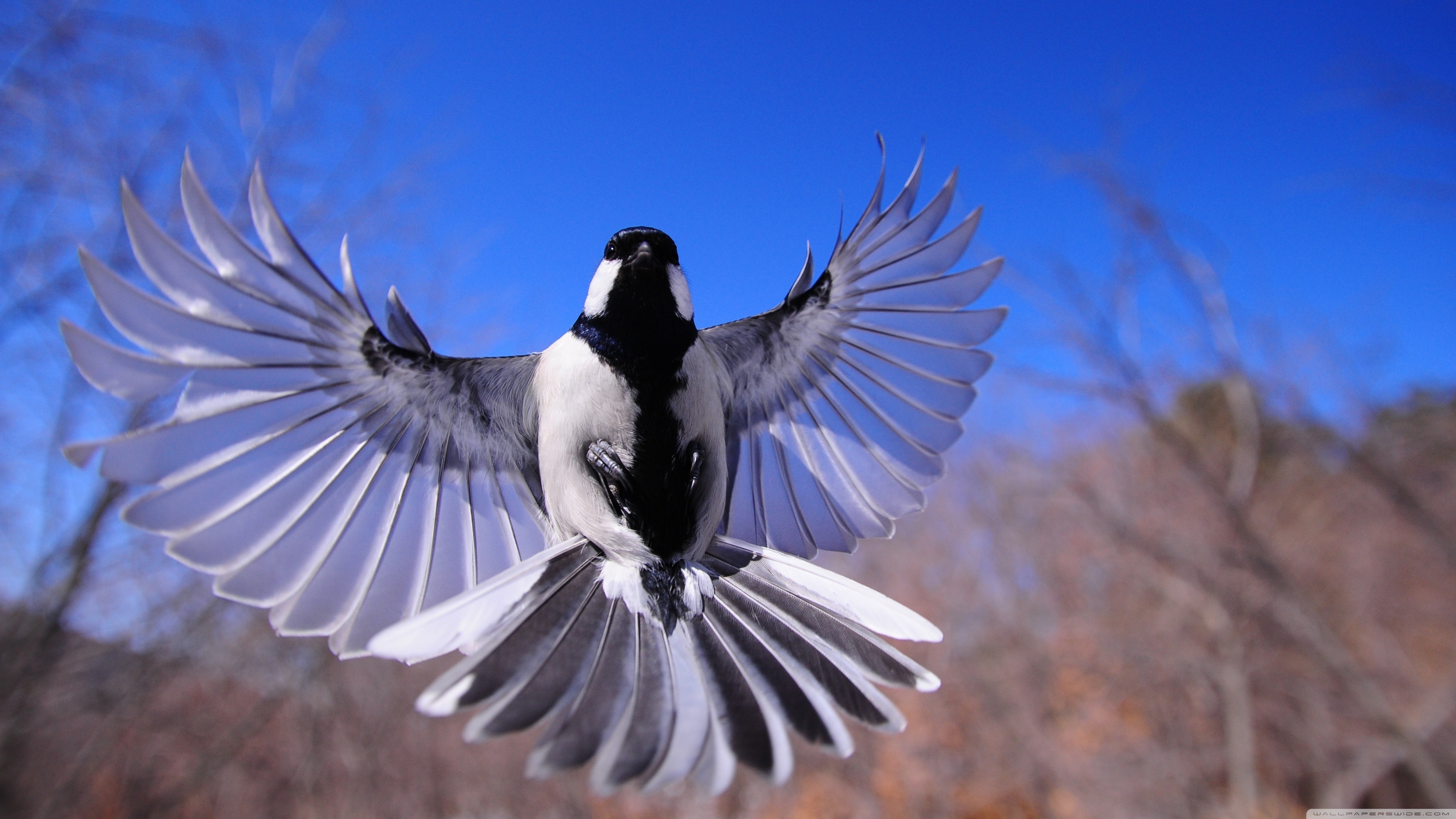 Bird Flying Ultra HD Desktop Background