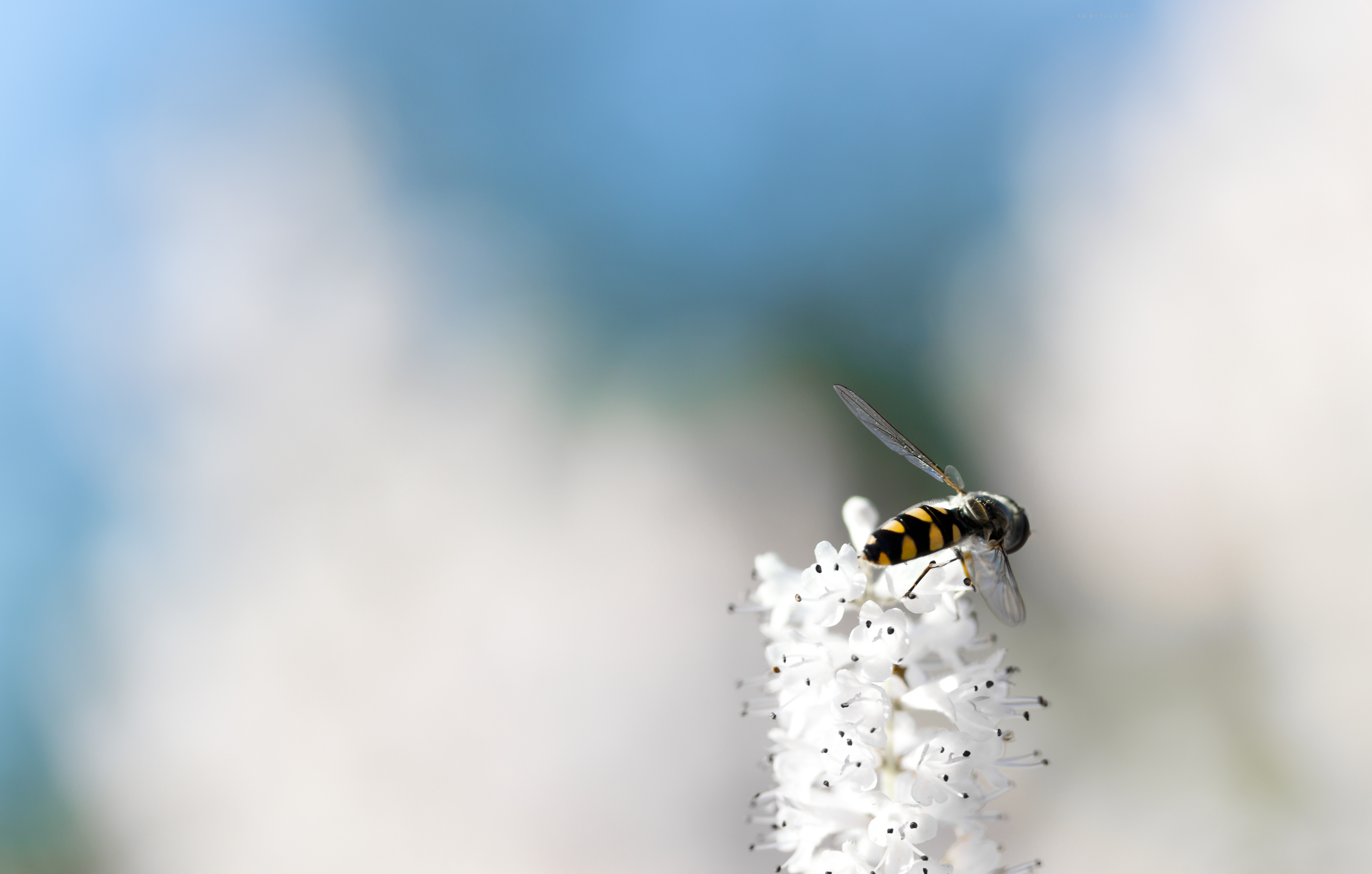 Animal Hoverfly 4k Ultra HD Wallpaper