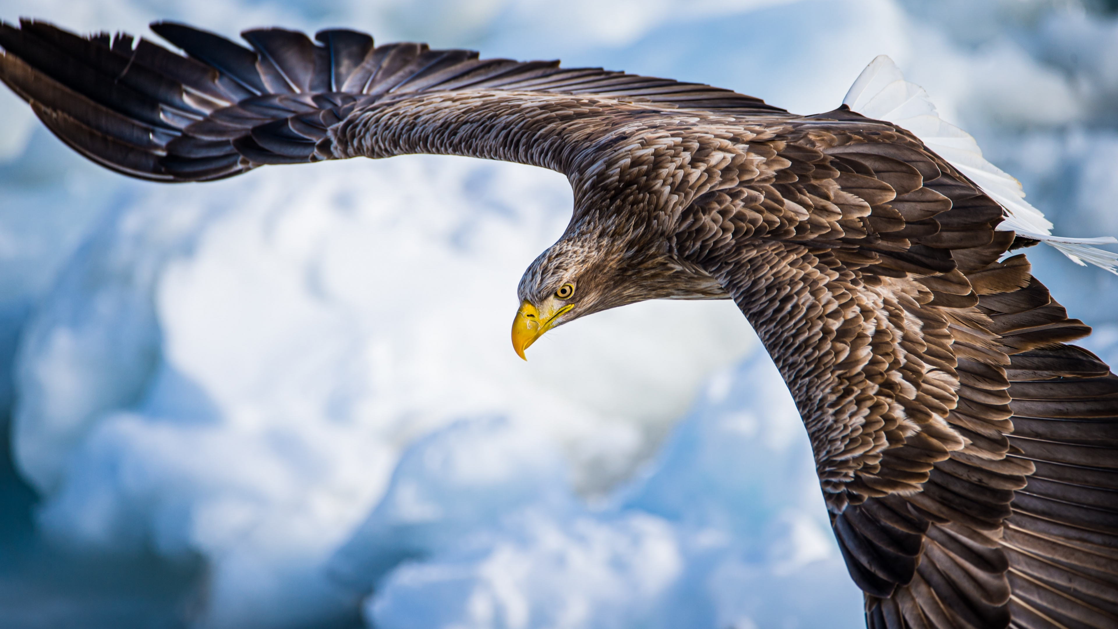 Download wallpaper 3840x2160 eagle