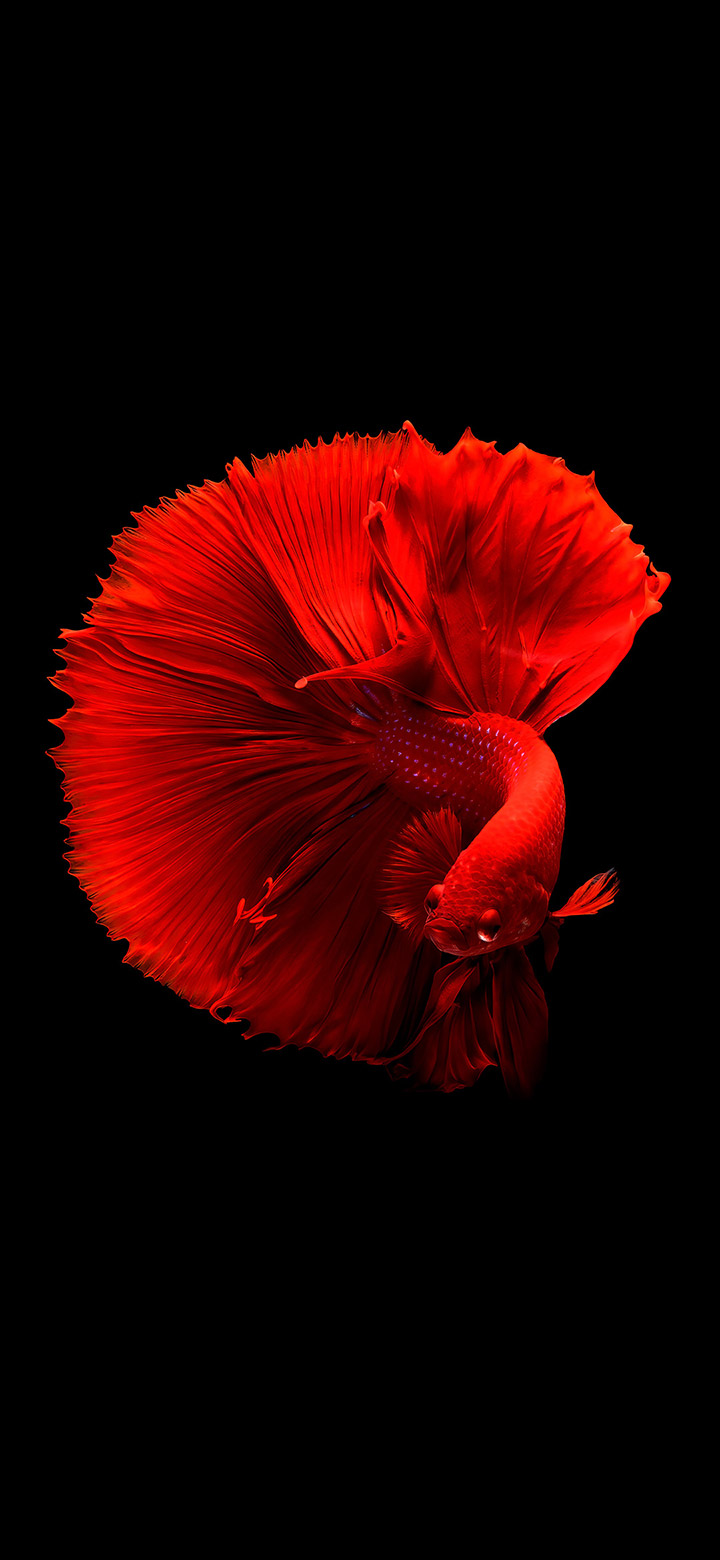 Amoled Cool Red Small Fish 4K Phone