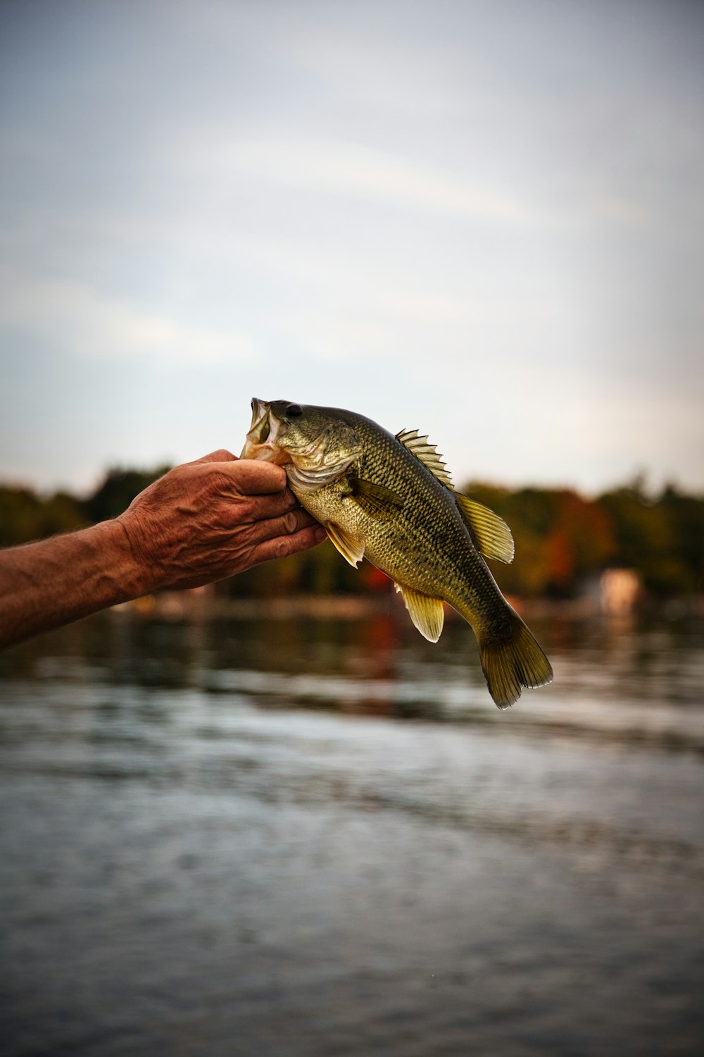 45,Bass Fishing Picture