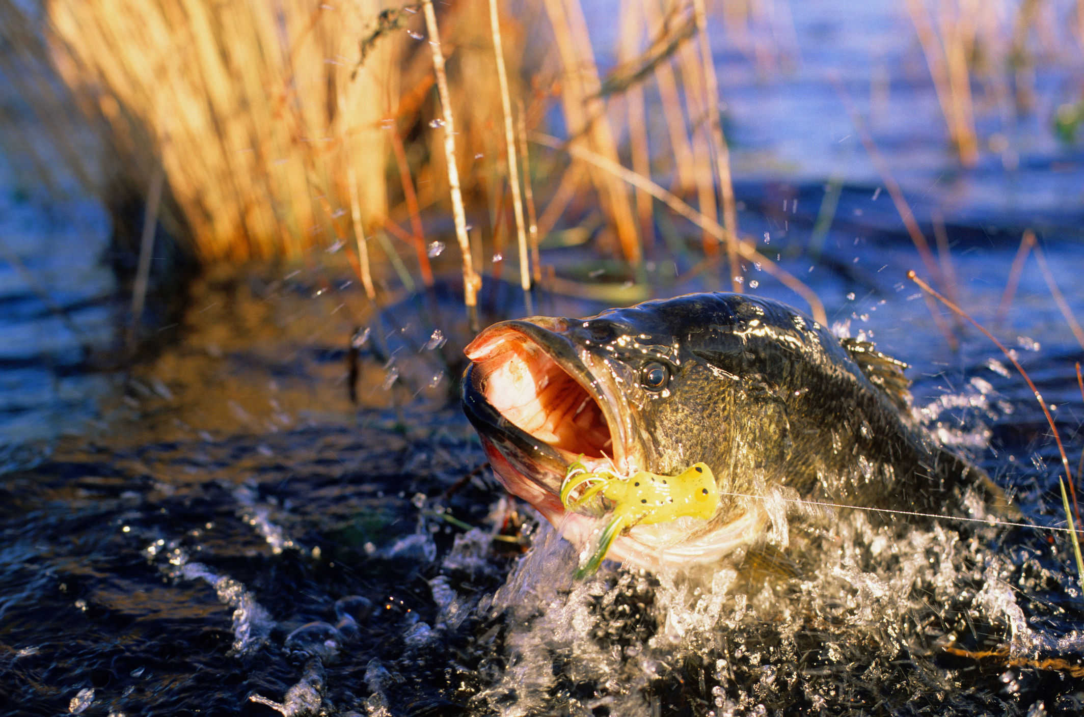 The Bass Fishing Wallpaper