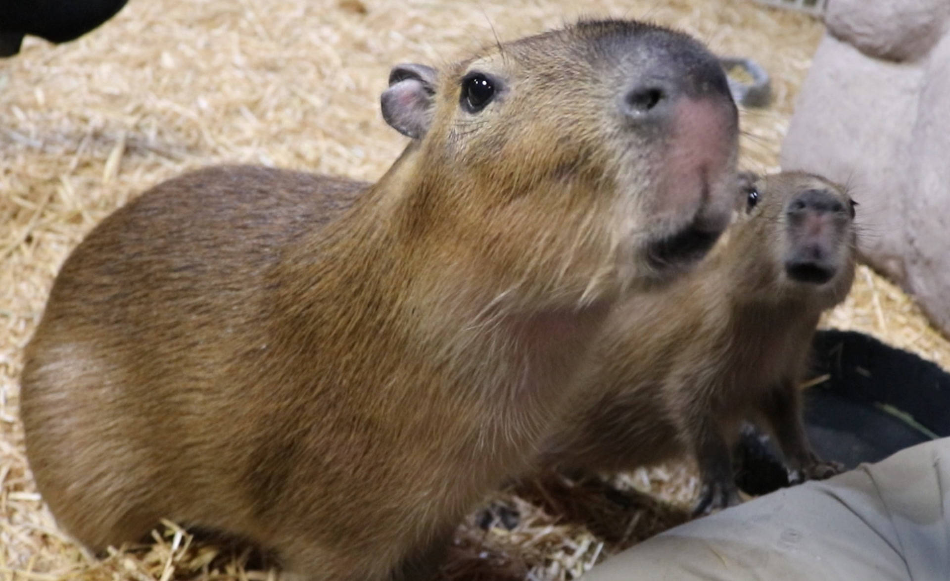Download free Curious Capybaras On Nest