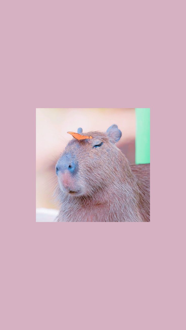 wallpaper capybara. Капибара, Обои