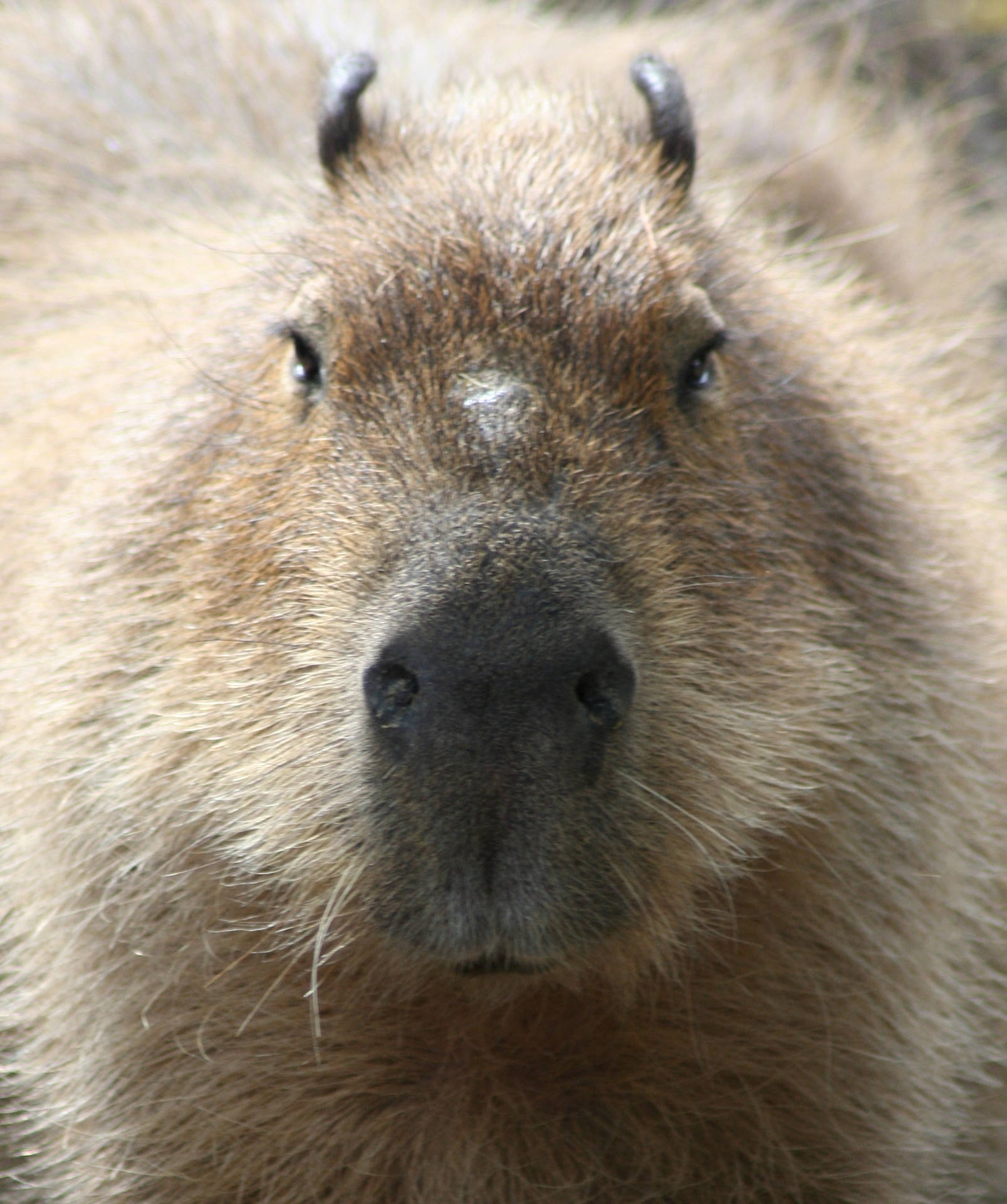 Capybara Wallpaper