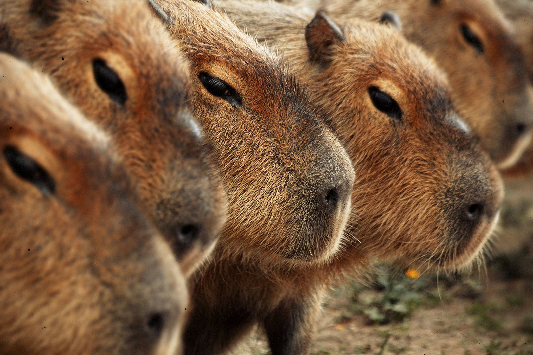 Capybara Background