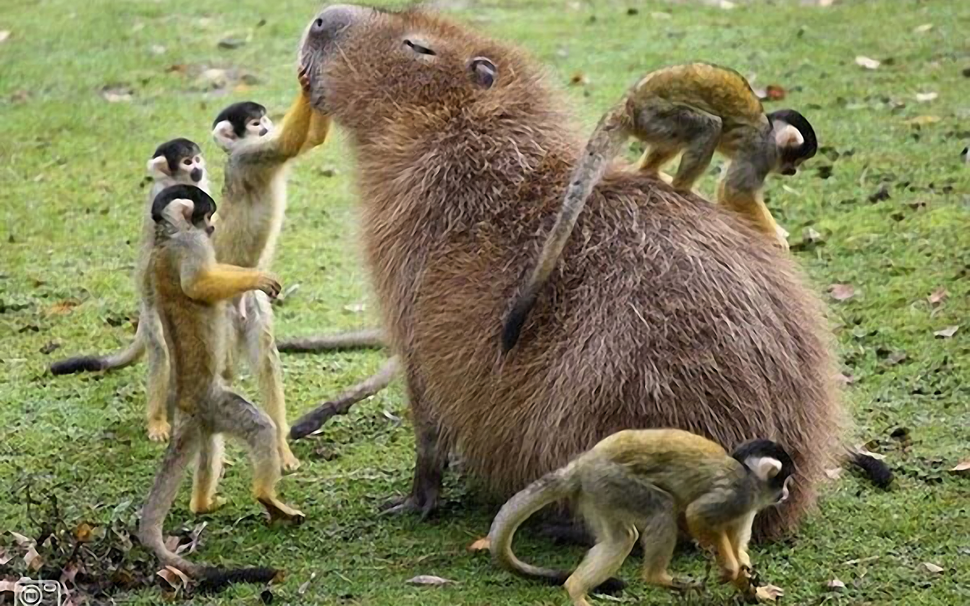 HD desktop wallpaper: Animal, Capybara