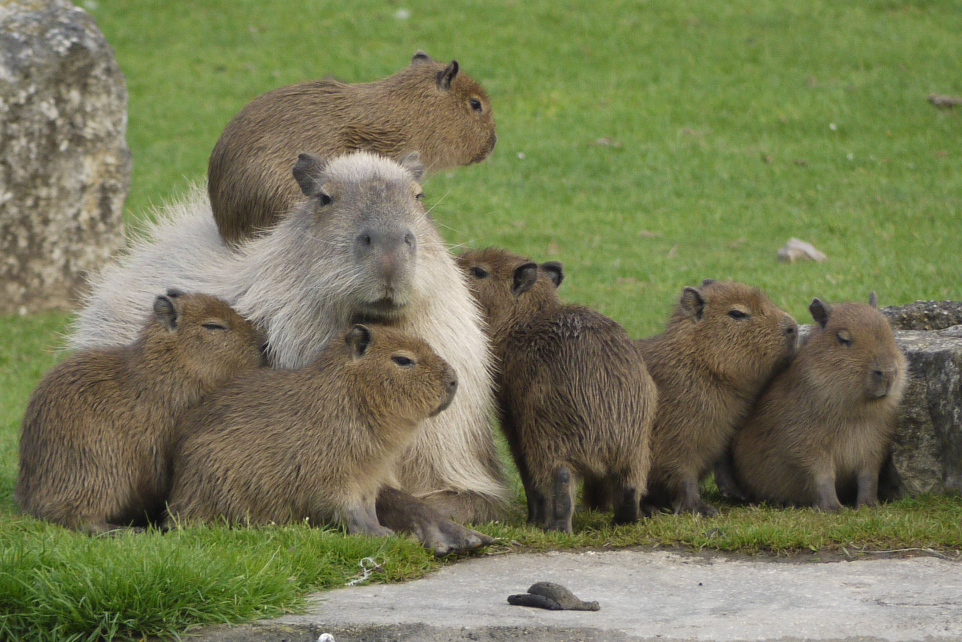 Brown Capybara Wallpaper