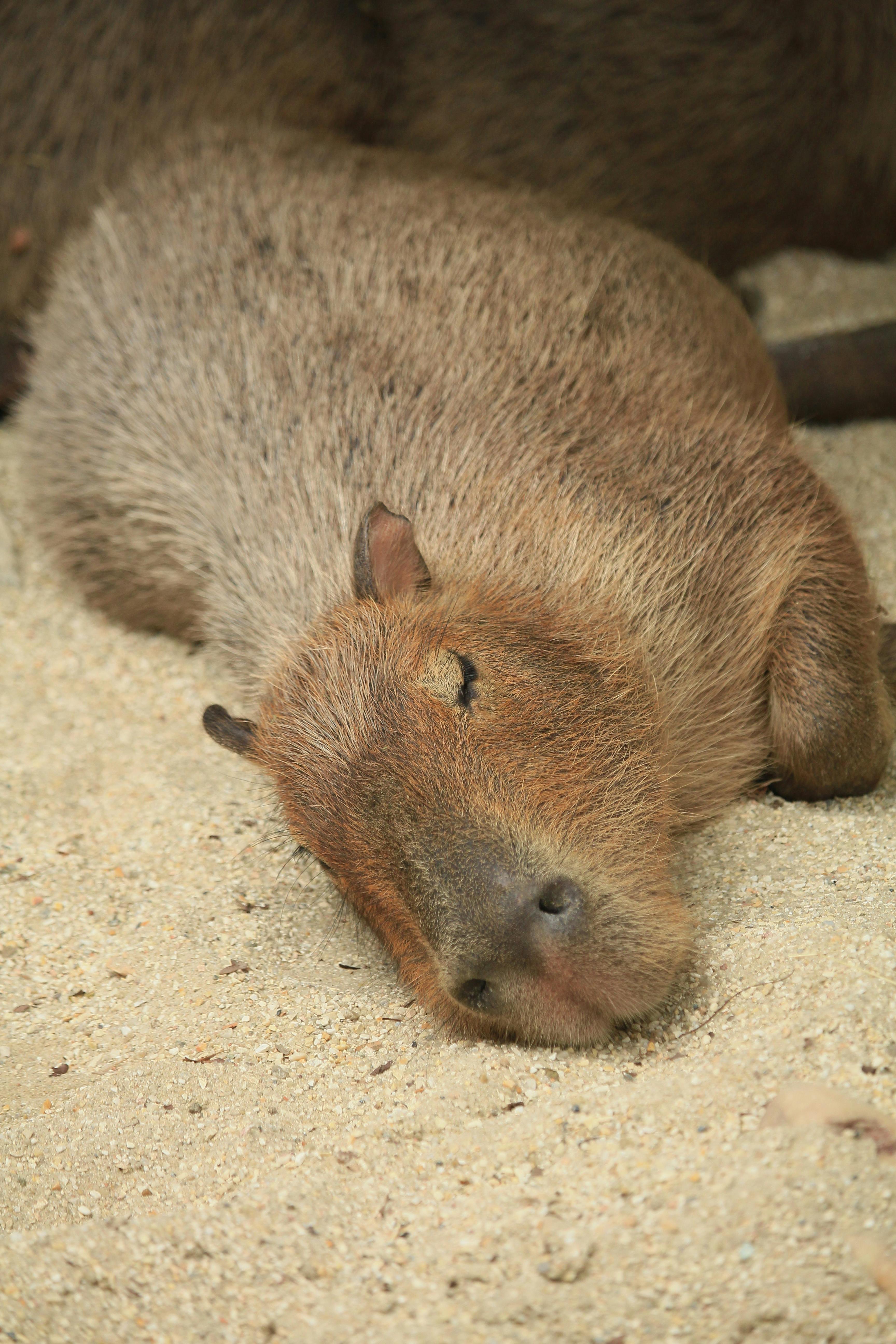 Capybara Sleeping · Free