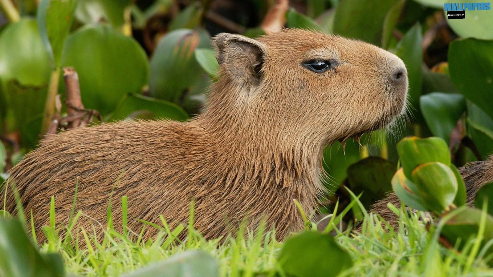 Capybara venezuela wallpaper 1600×900