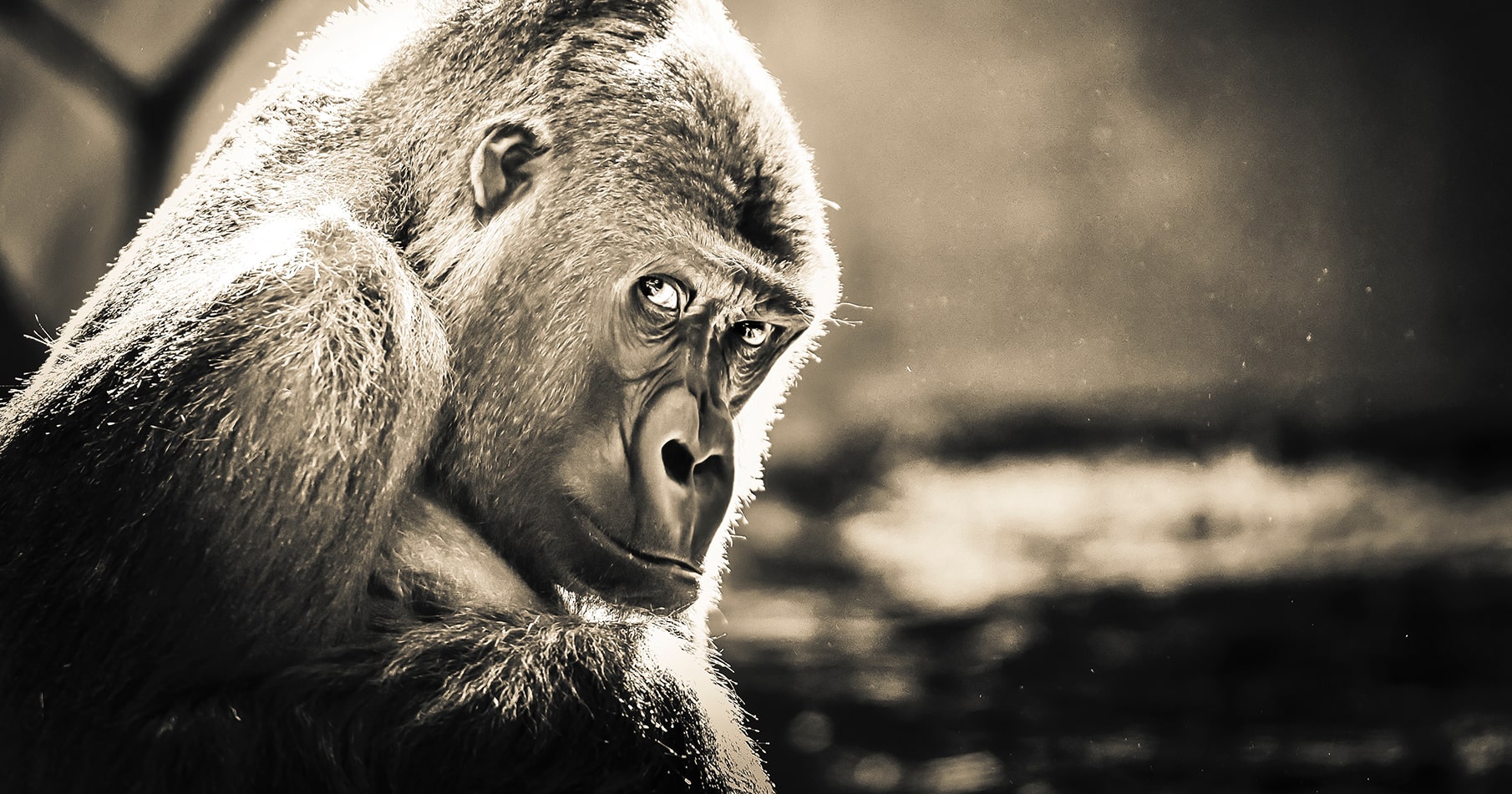 Meet Fluffy, Your 800 Pound Gorilla