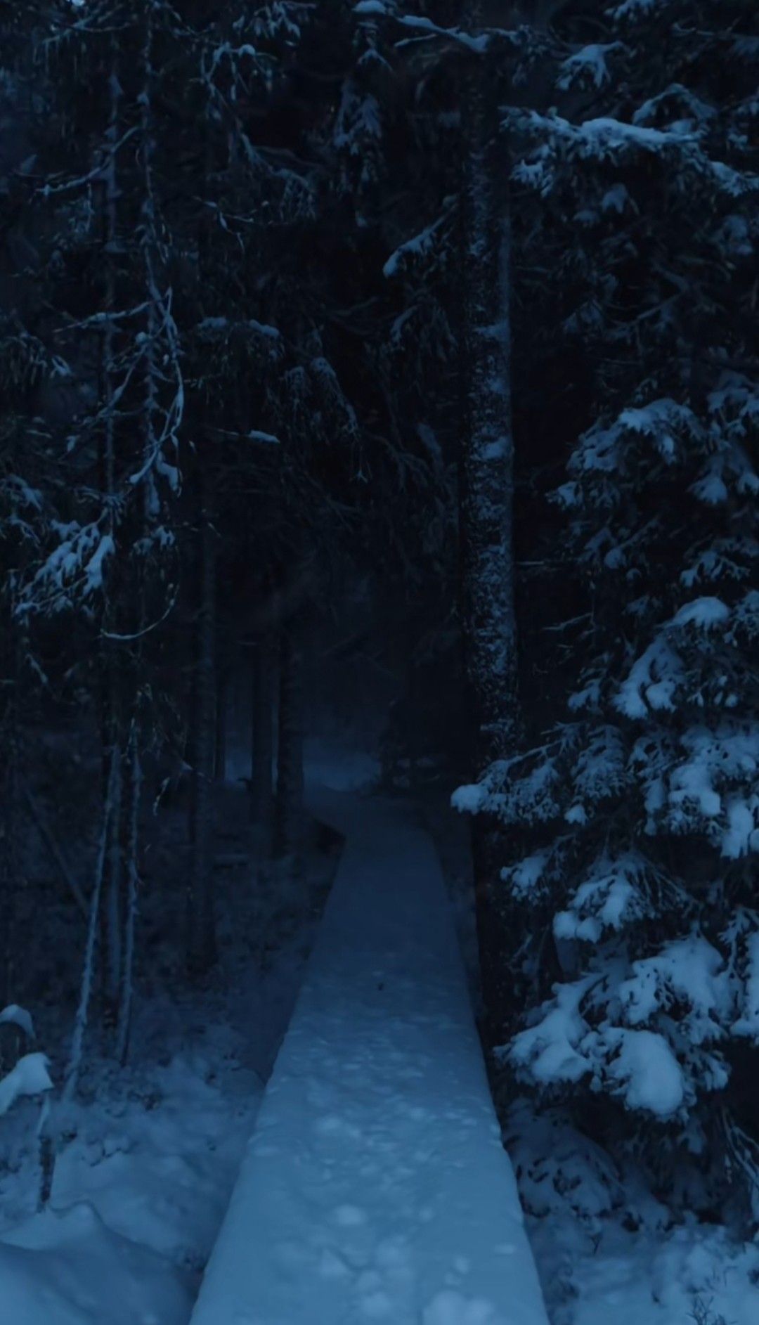 Snowy Path in the Woods