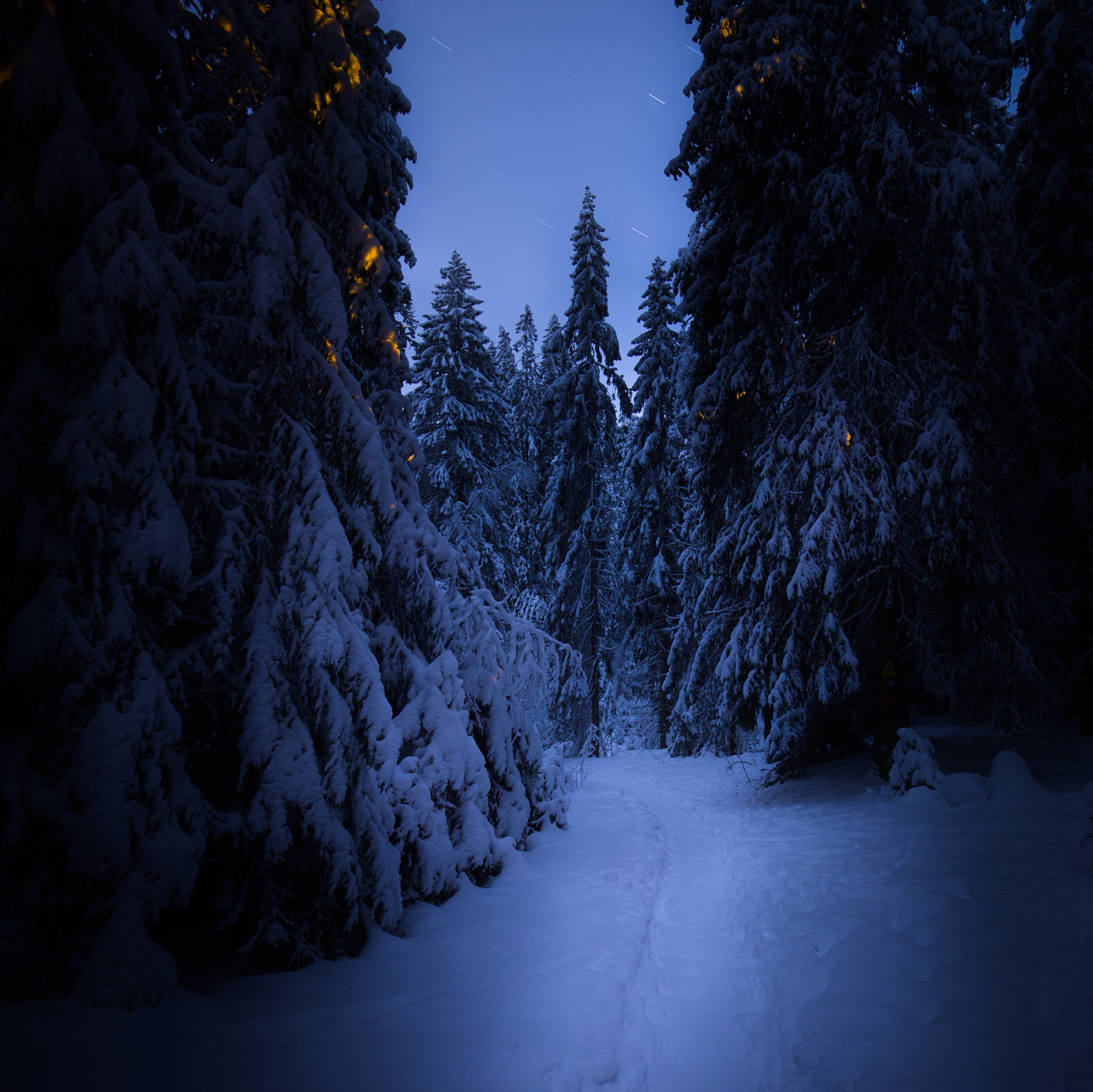 Dark winter forest Raw