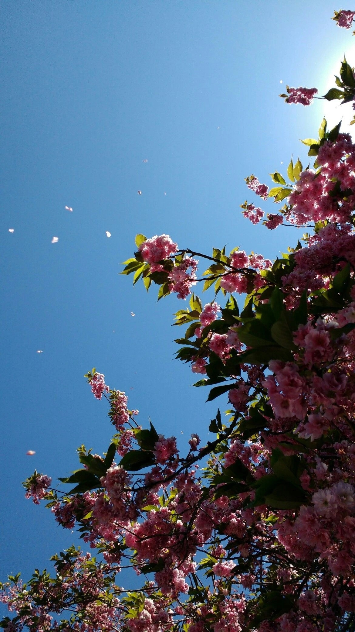 iPhone Wallpaper, Flower Background