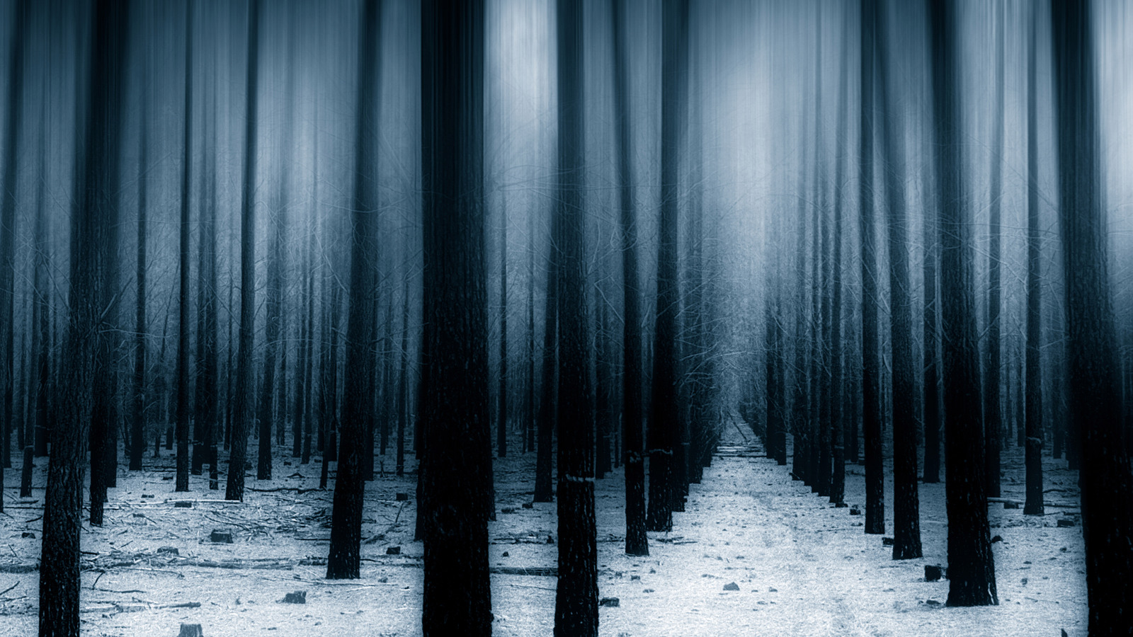 Dark Forest Woods Snow Winter