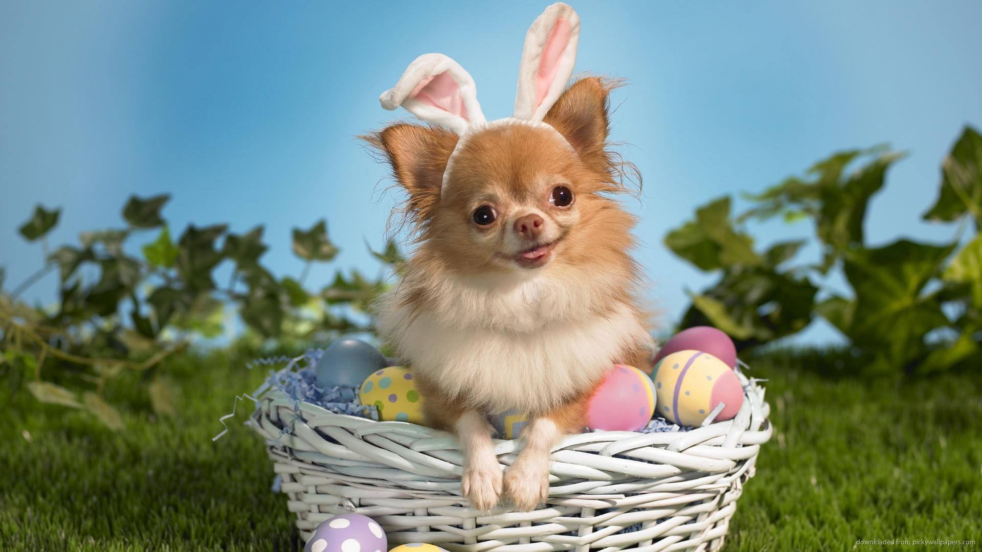 Dogs Who Think They're The Easter