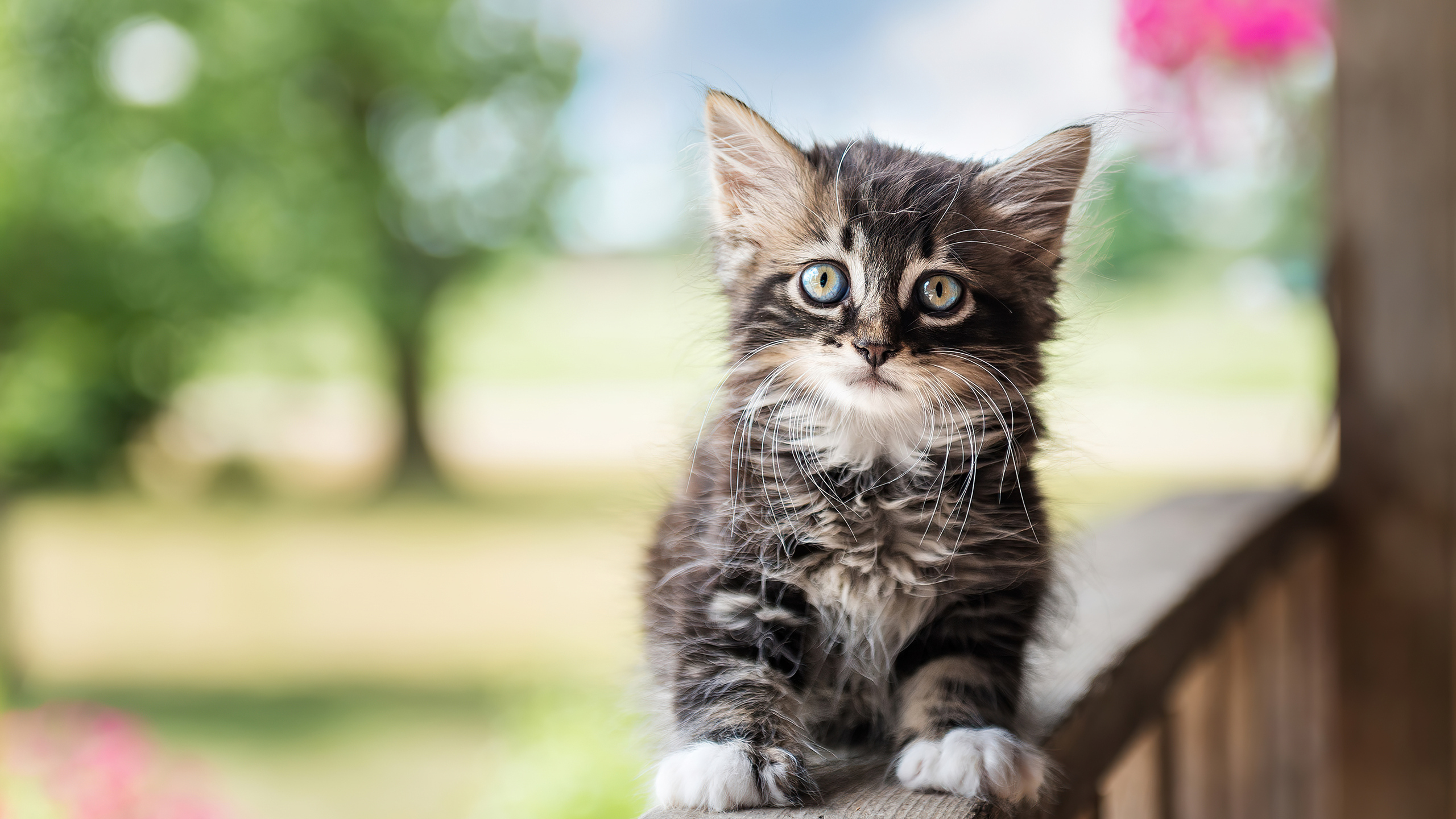 Cute Cat 4k 1440P Resolution