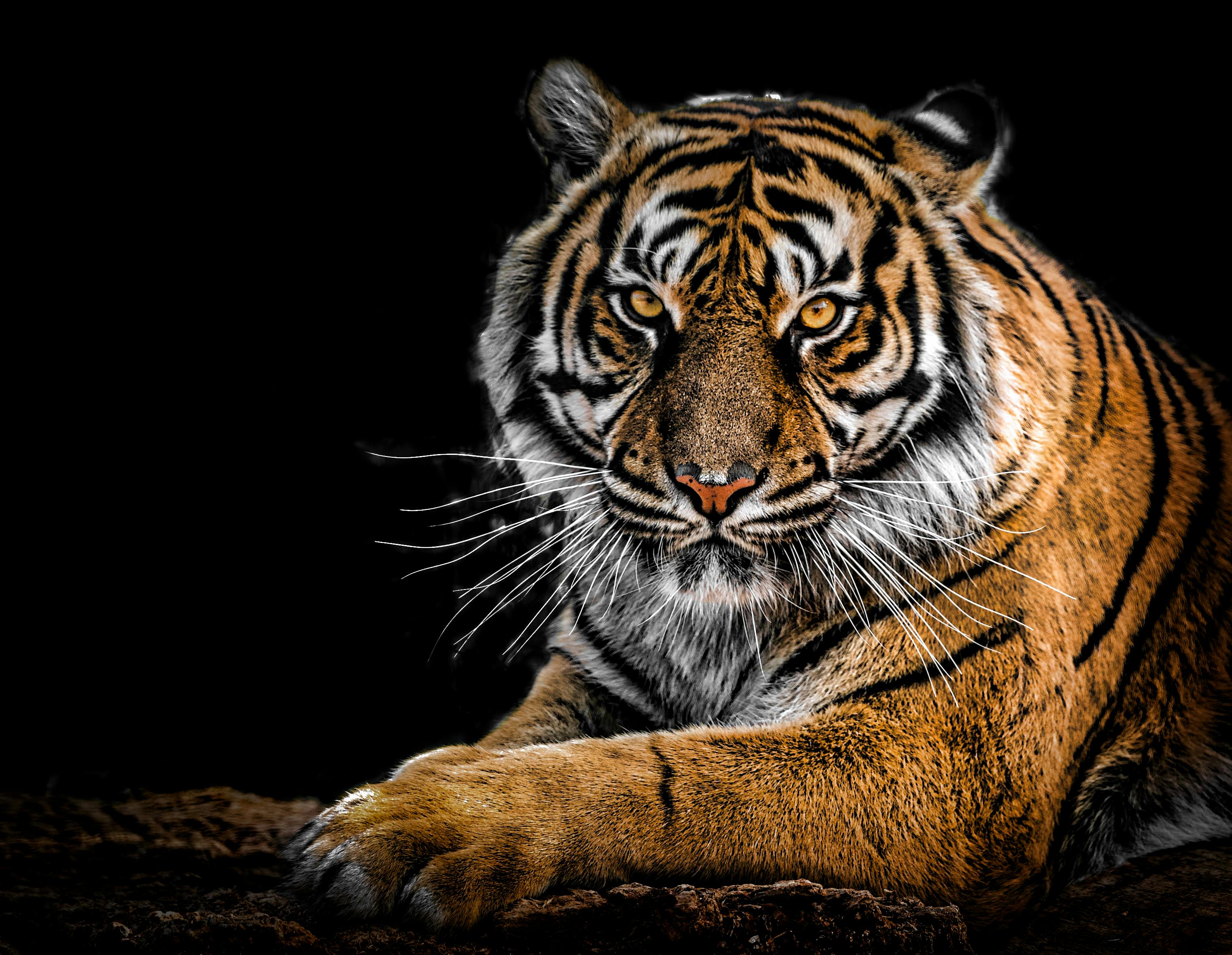 Best Tiger Image · 100% Free