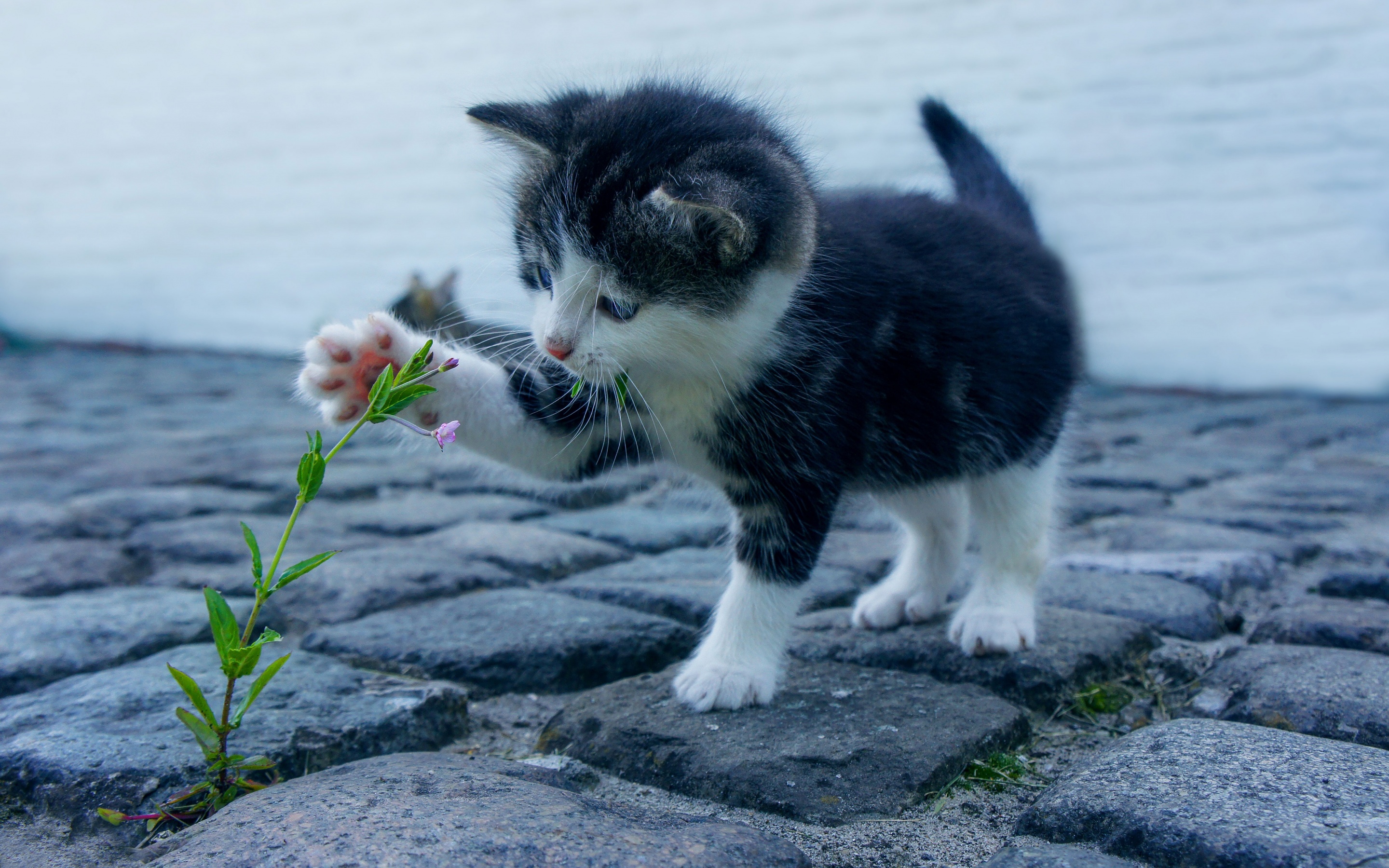 Kitten Wallpaper 4K, Adorable, Kitty
