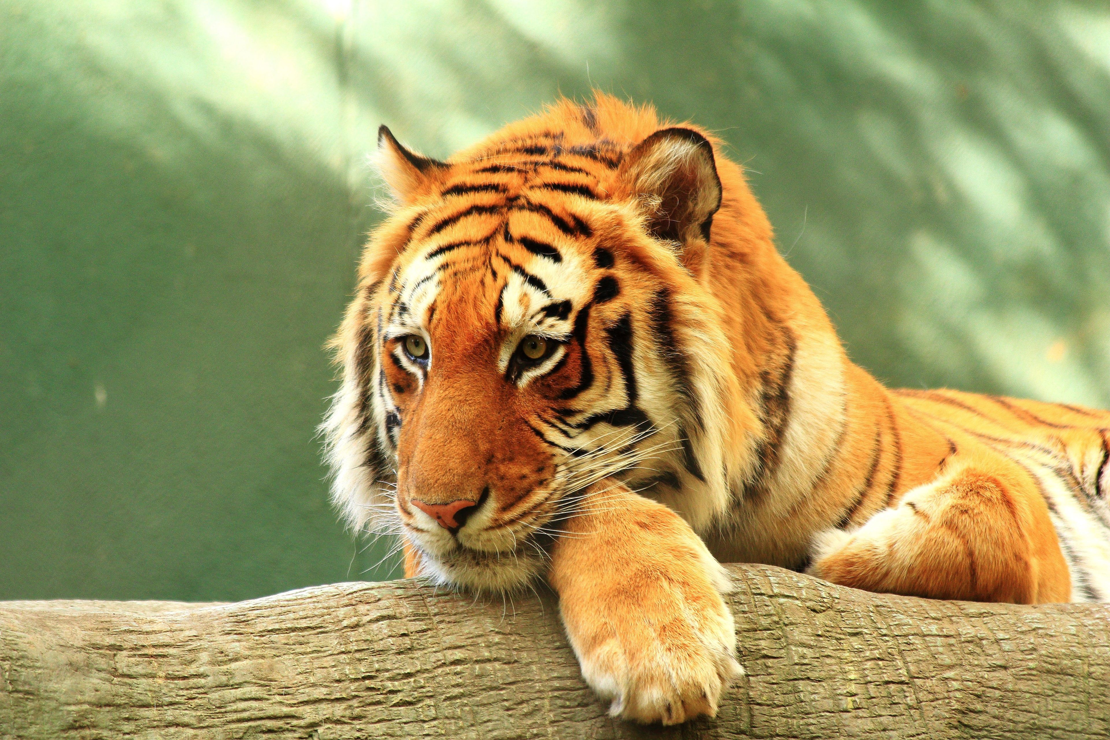 Tiger wallpaper, Tiger picture, Female