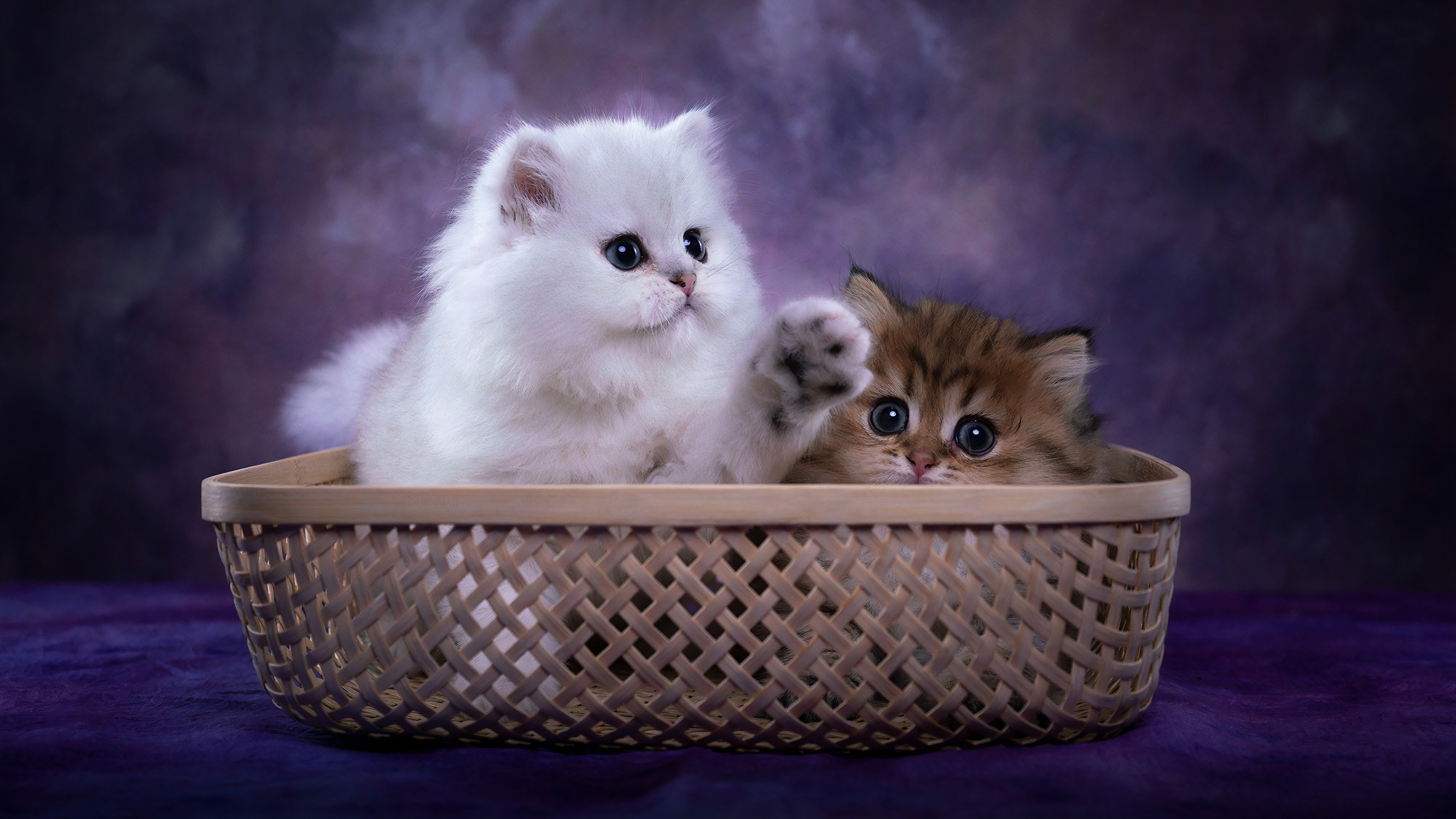 Animal Cat 4k Ultra HD Wallpaper