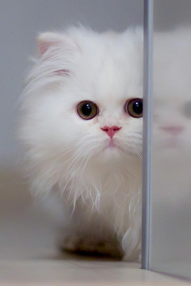 Cute Cat Wallpaper HD For Mobile PhoneK Cute Cat Wallpaper