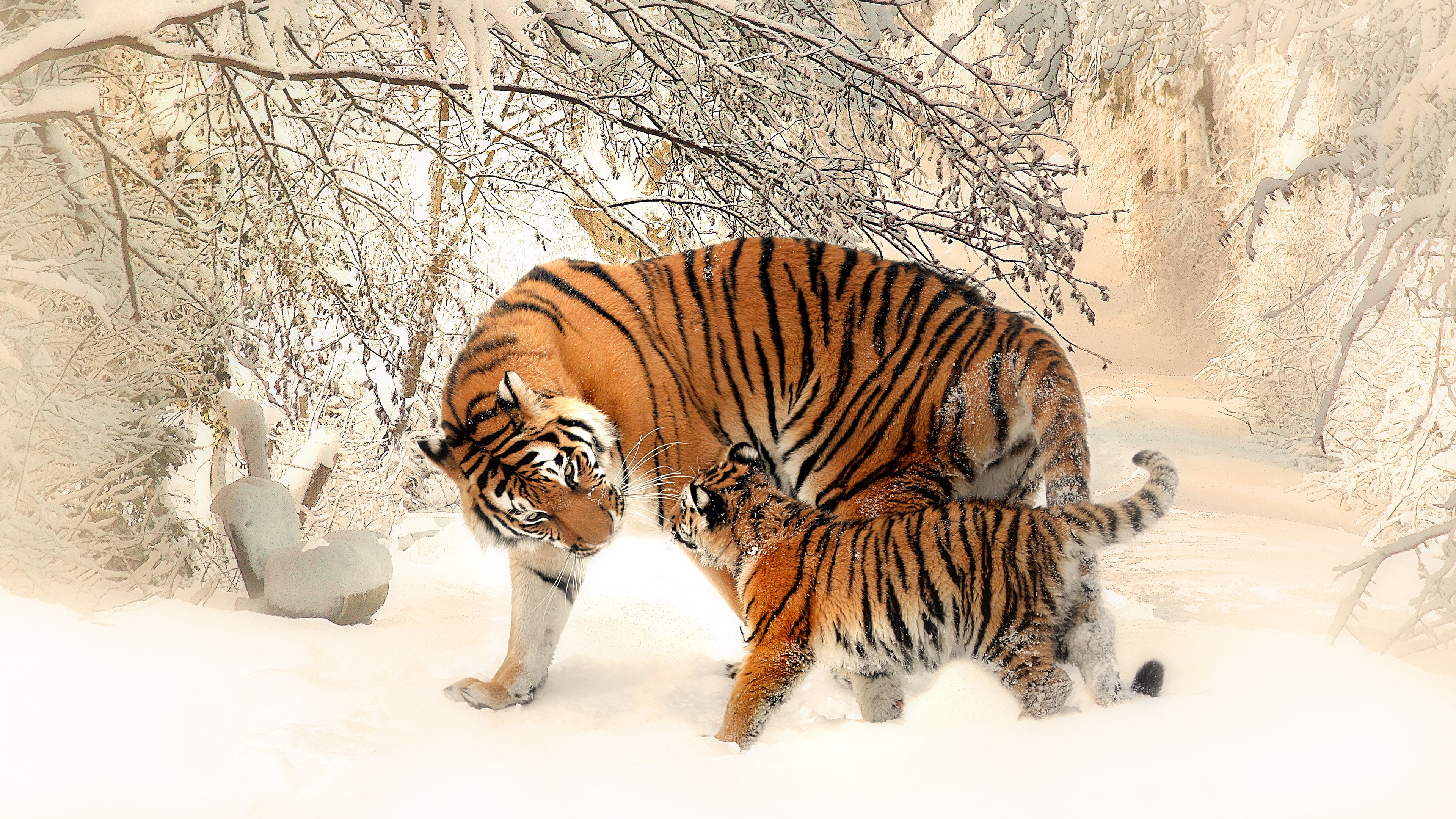 Siberian Tigers Wallpaper 4K