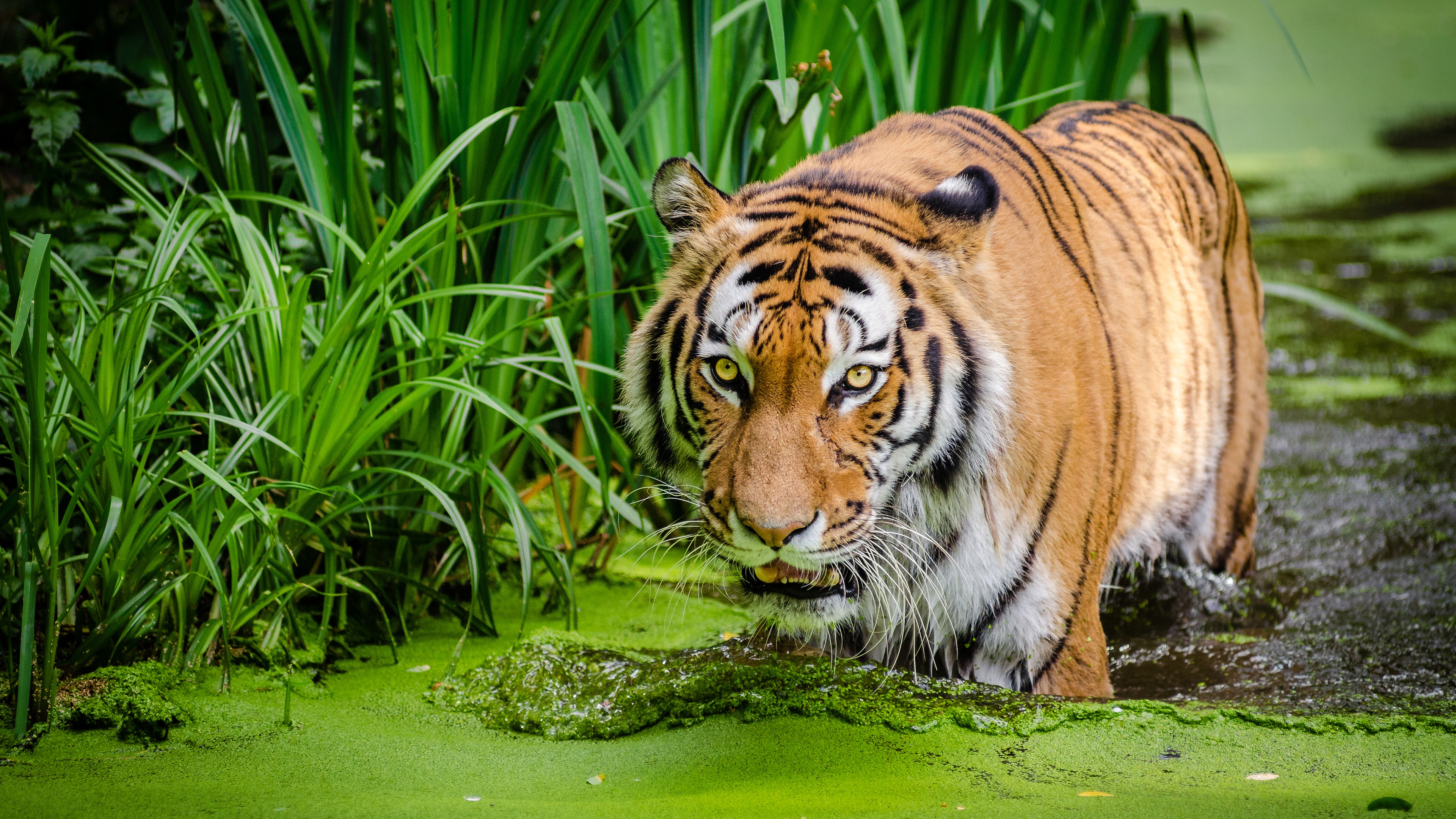 Photo Tigers Swamp Water animal 3840x2160
