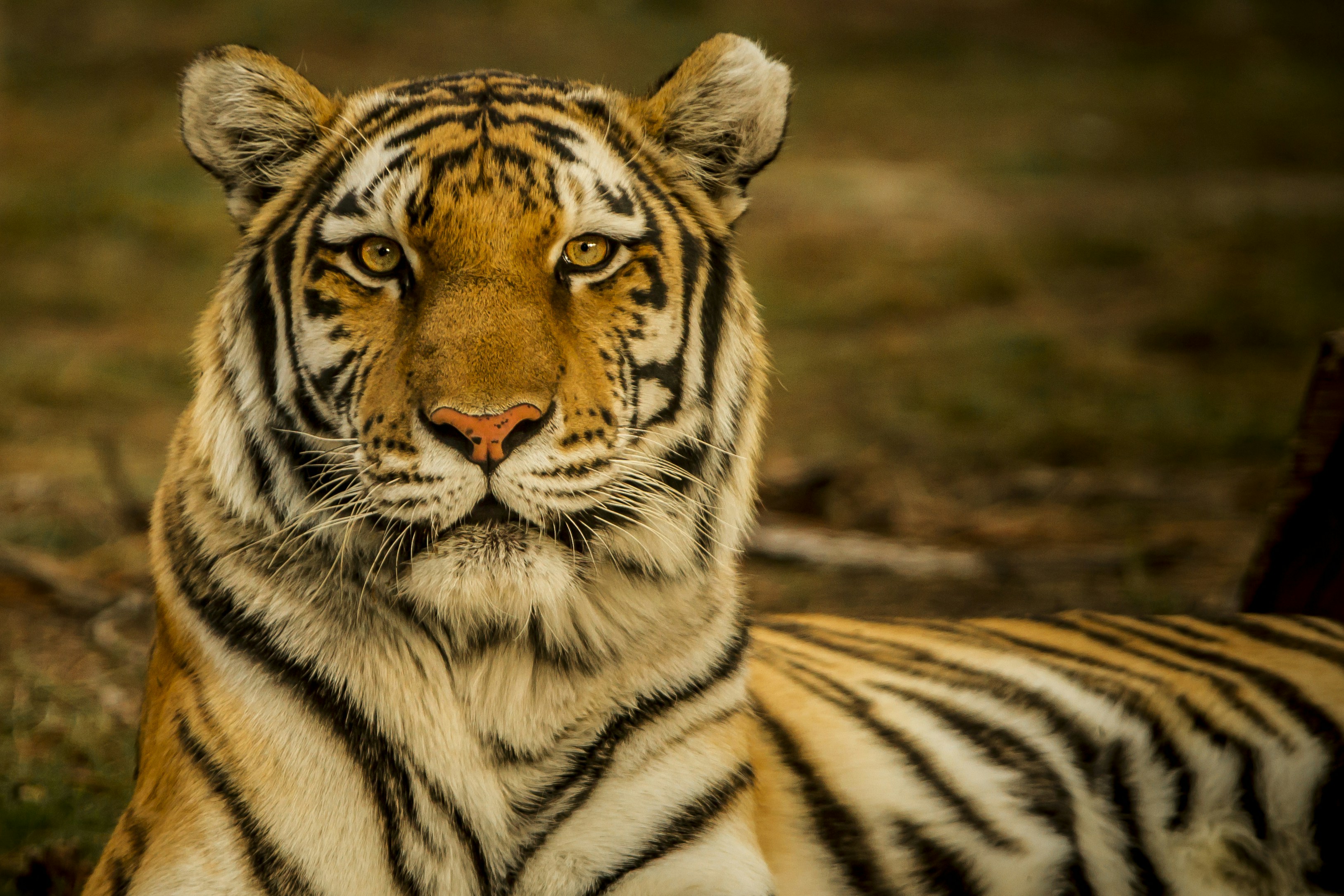Tiger Picture. Download Free Image