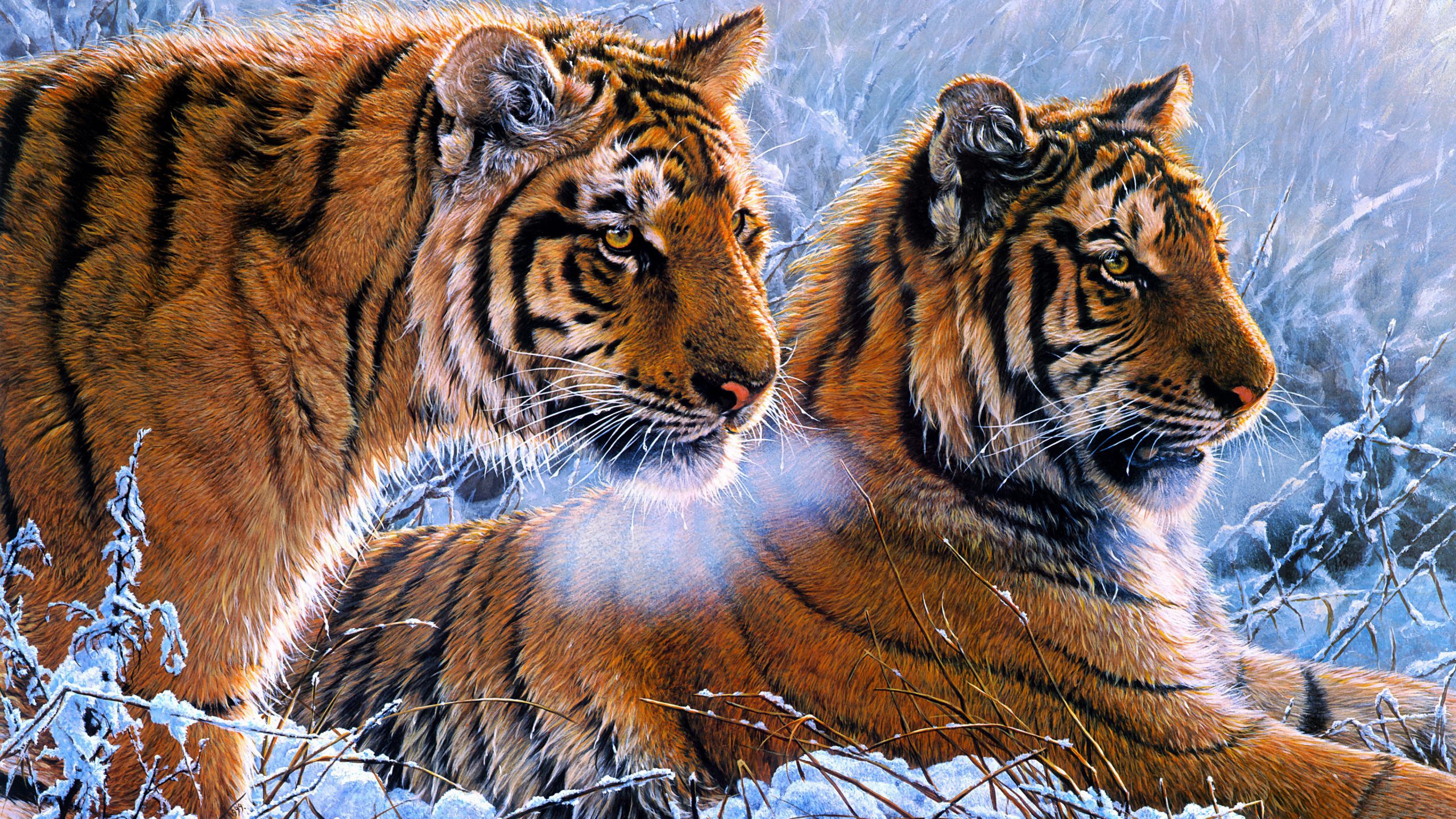 Tigers Animal Wildlife Wild 4K