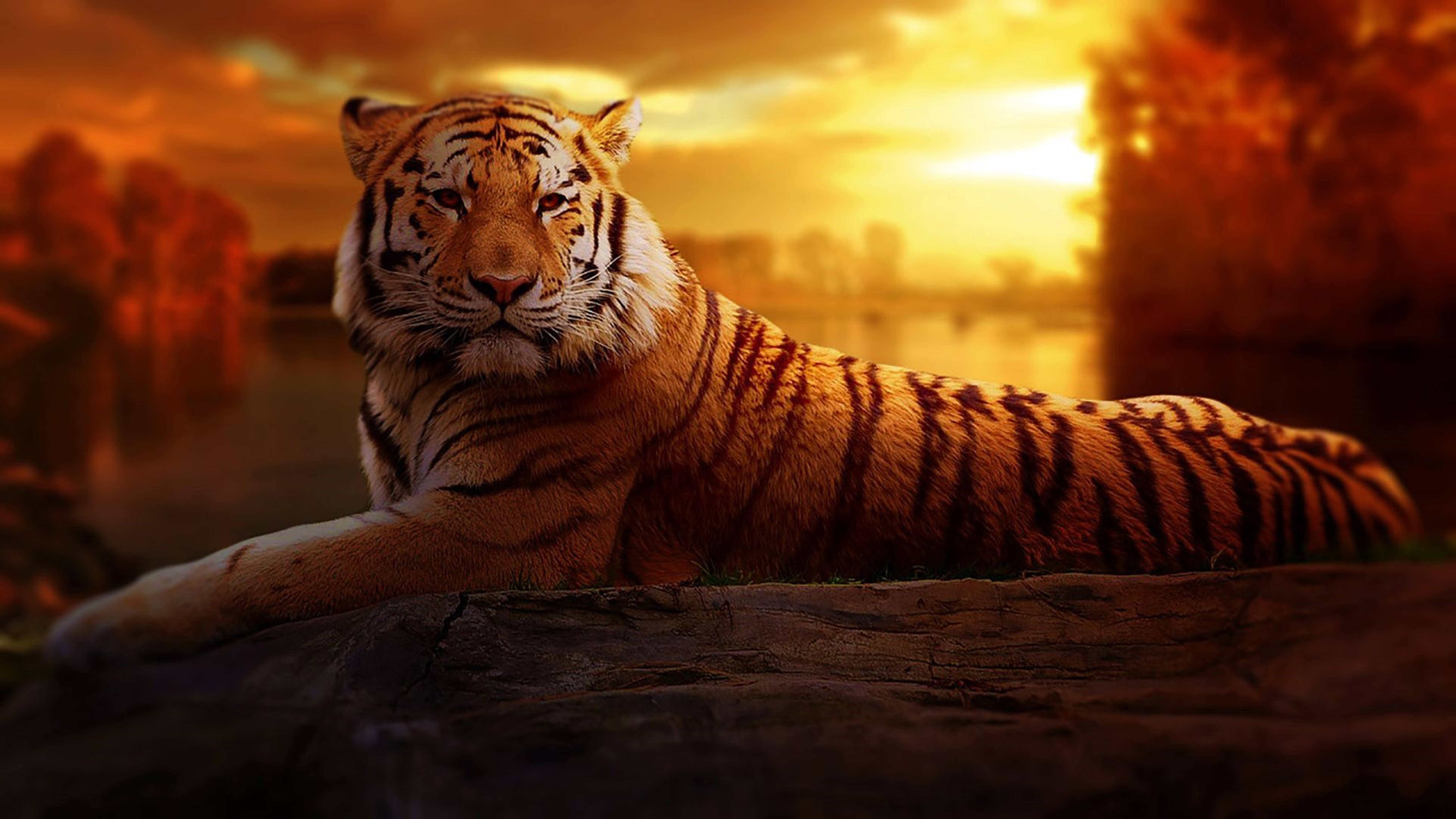 Panthera Tigris 8K Tiger UHD Wallpaper