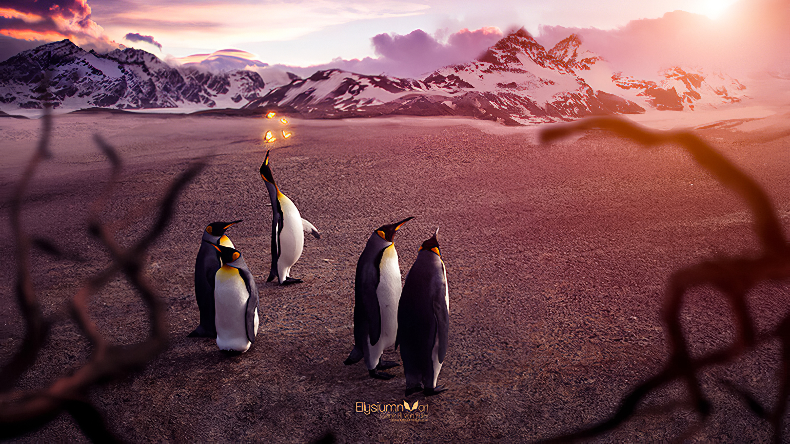 Penguins Butterfly 4k Wallpaper, HD