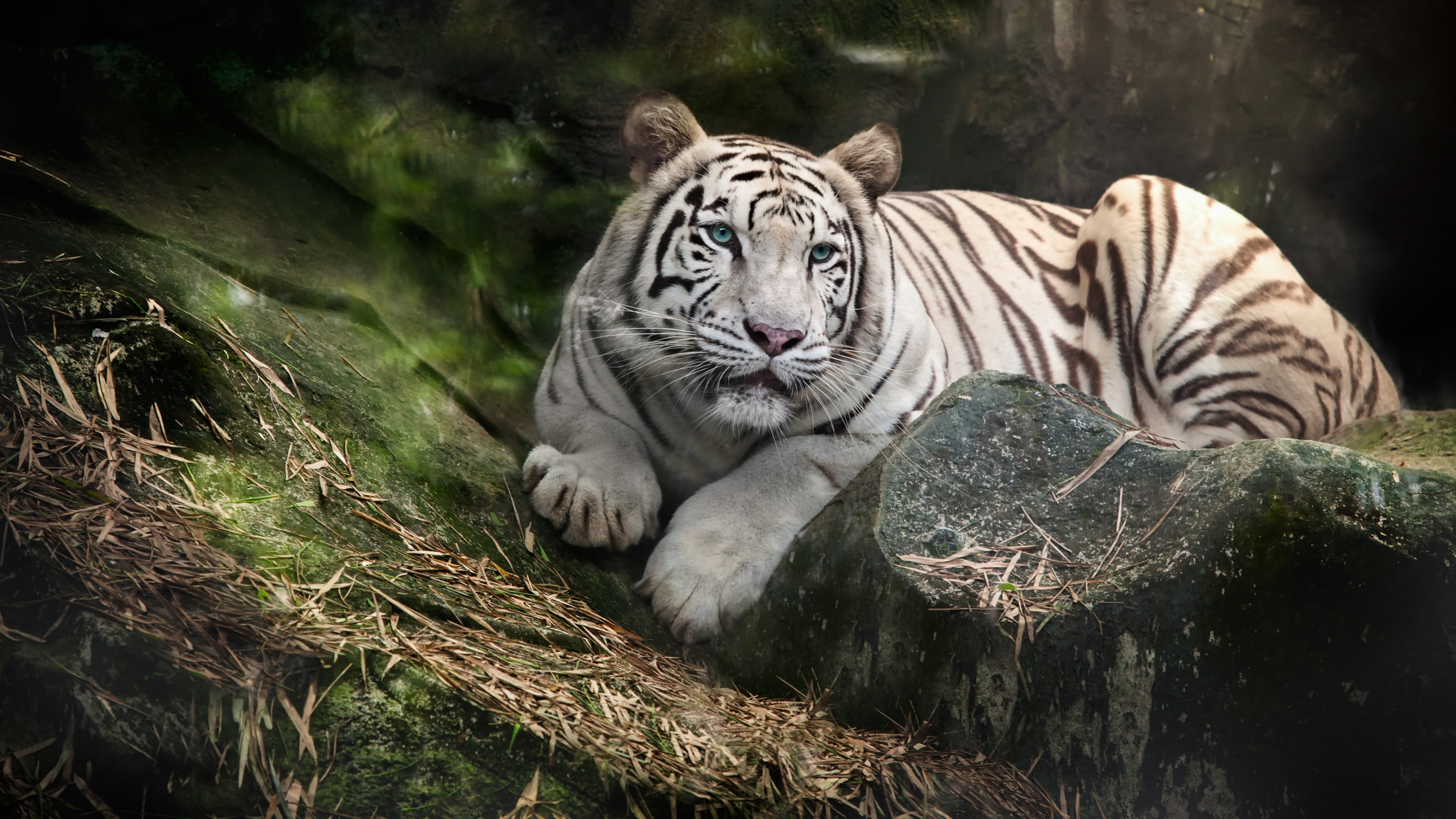White Bengal Tiger Wallpaper 4K, Zoo